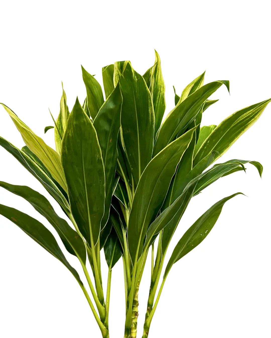 snow white cordyline white bundle