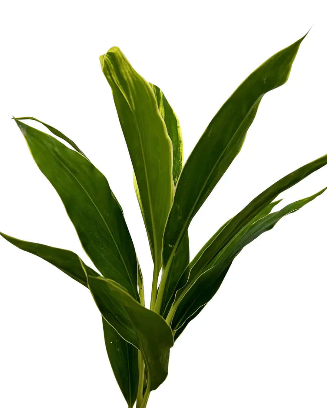snow white cordyline white top