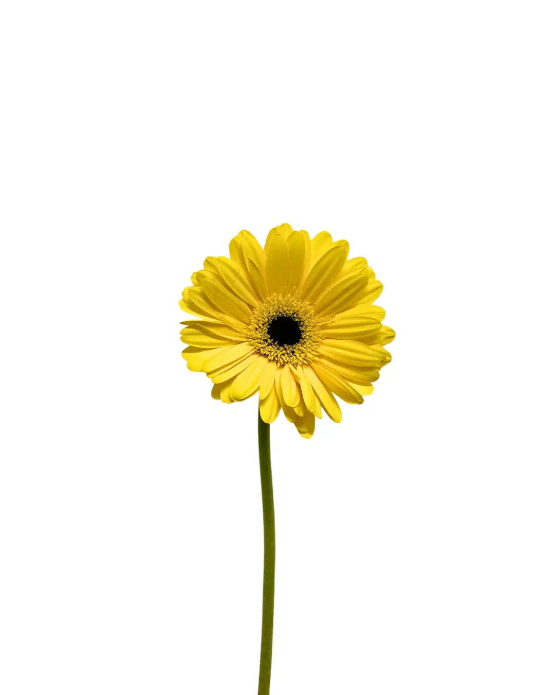Gerbera Yellow 10 stems