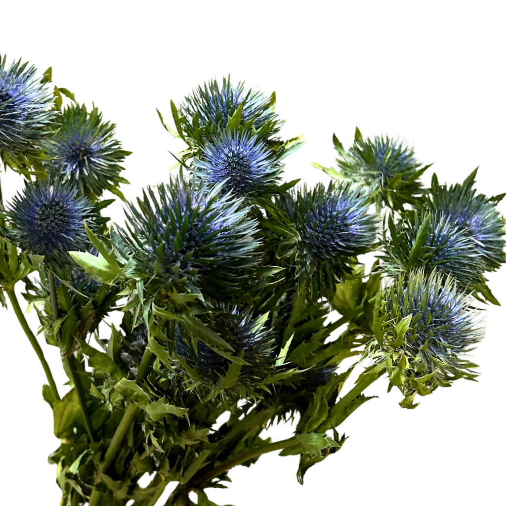 Fresh Eryngium Blue Malaysia – Wholesale & Delivery