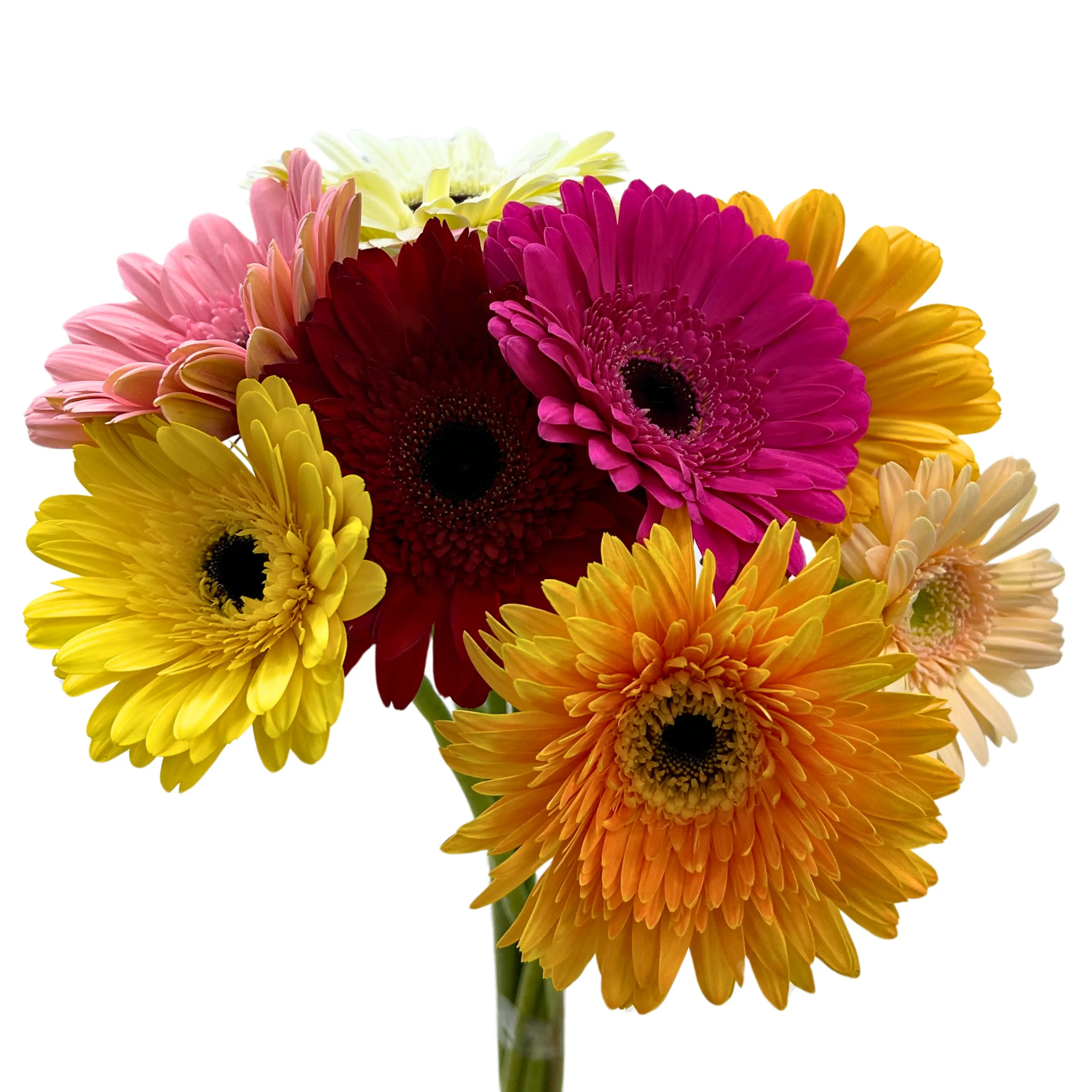 Gerbera Assorted 10 Stems
