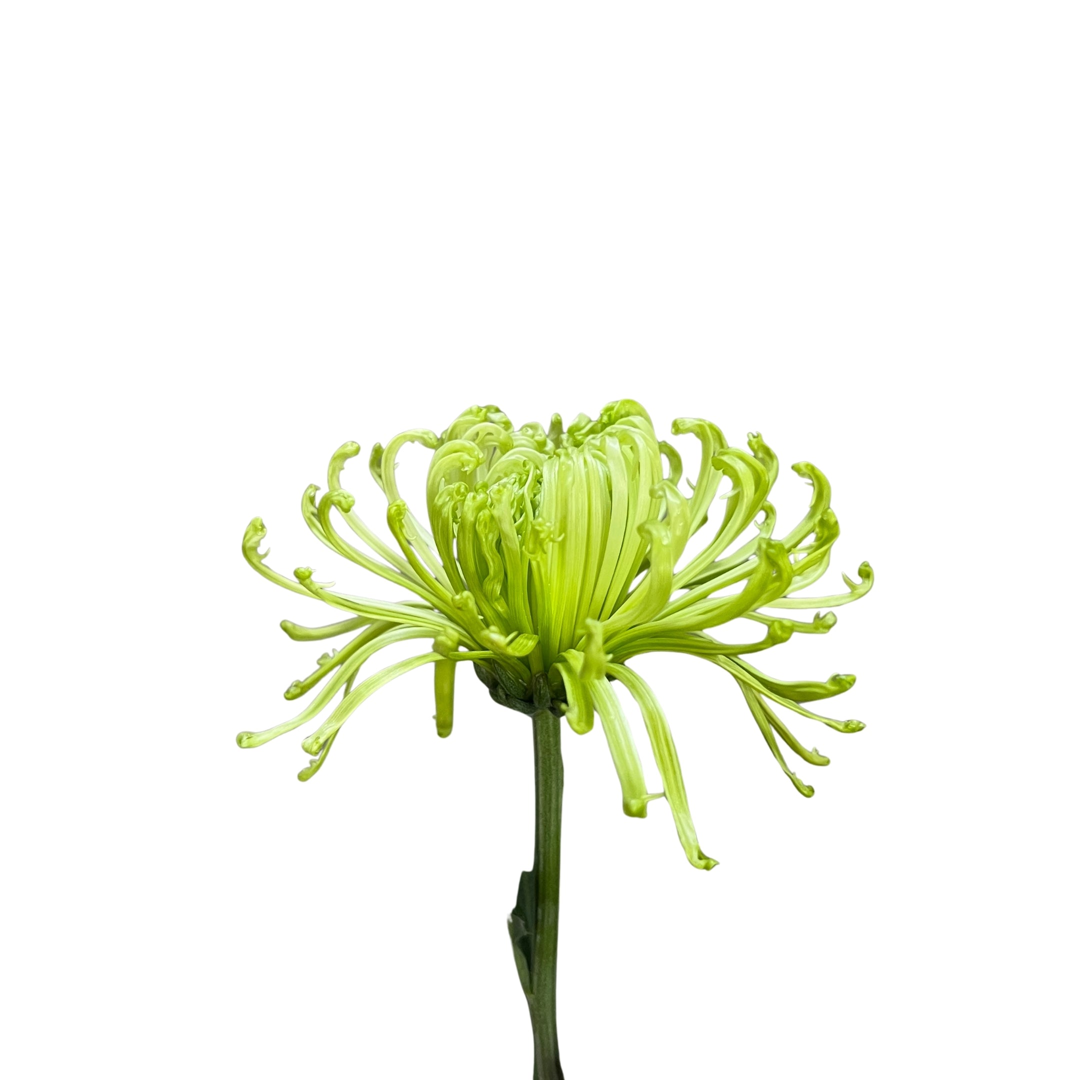 Net Mum Green - Century Flower
