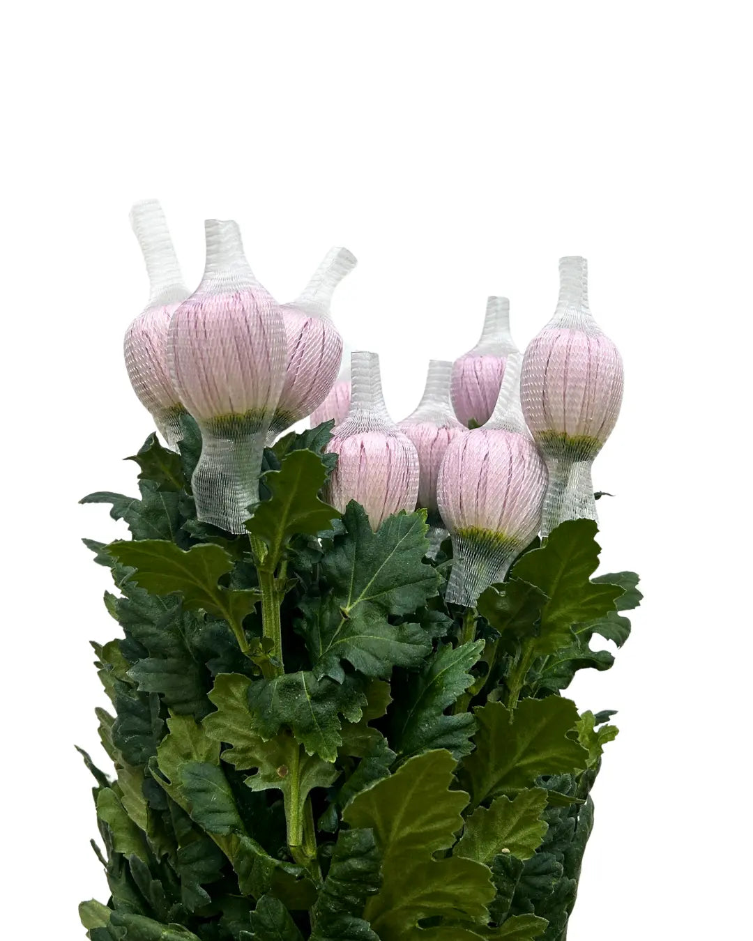 chrysanthemum mum jimba mum anatasia pink