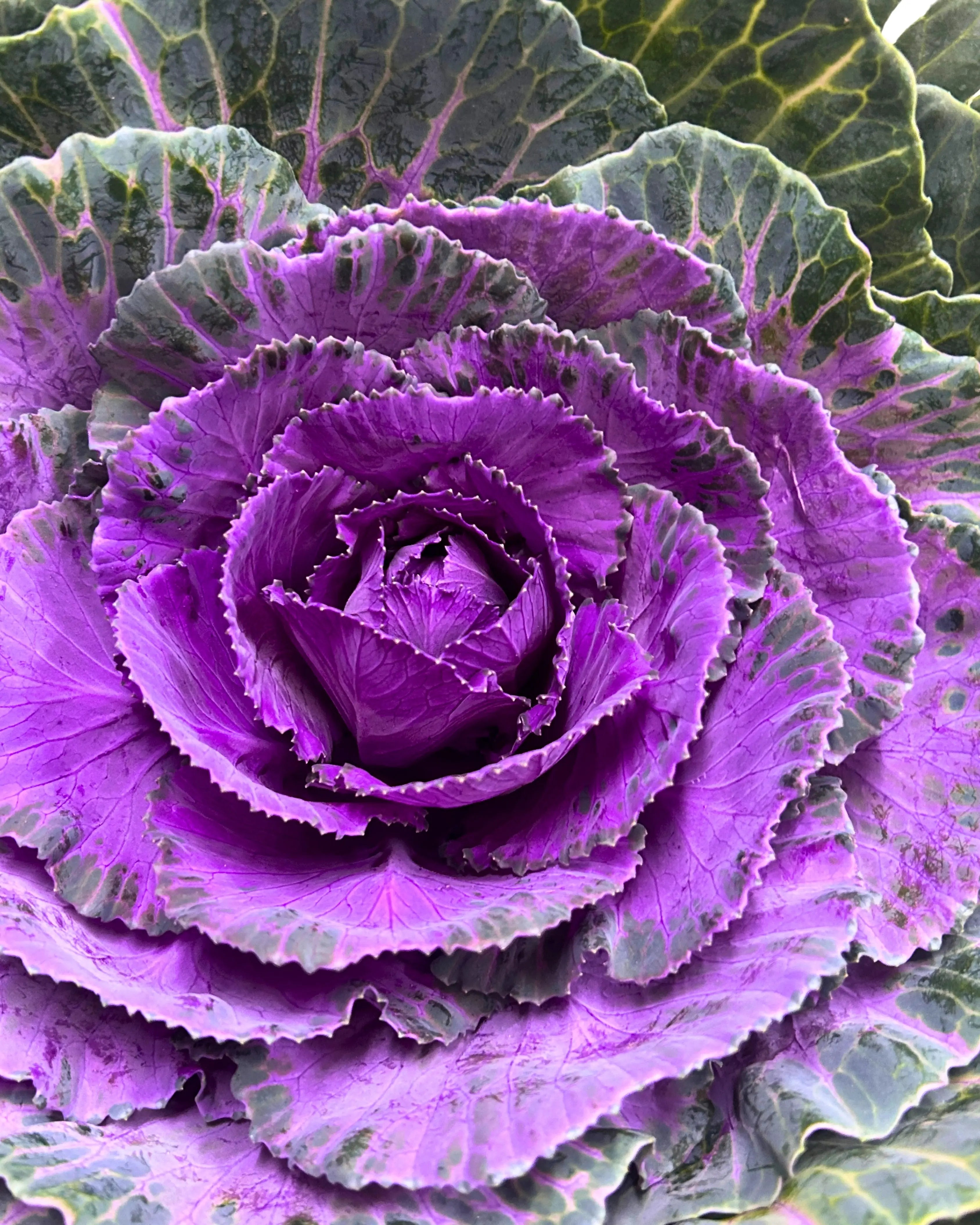 Brassica Purple Stem
