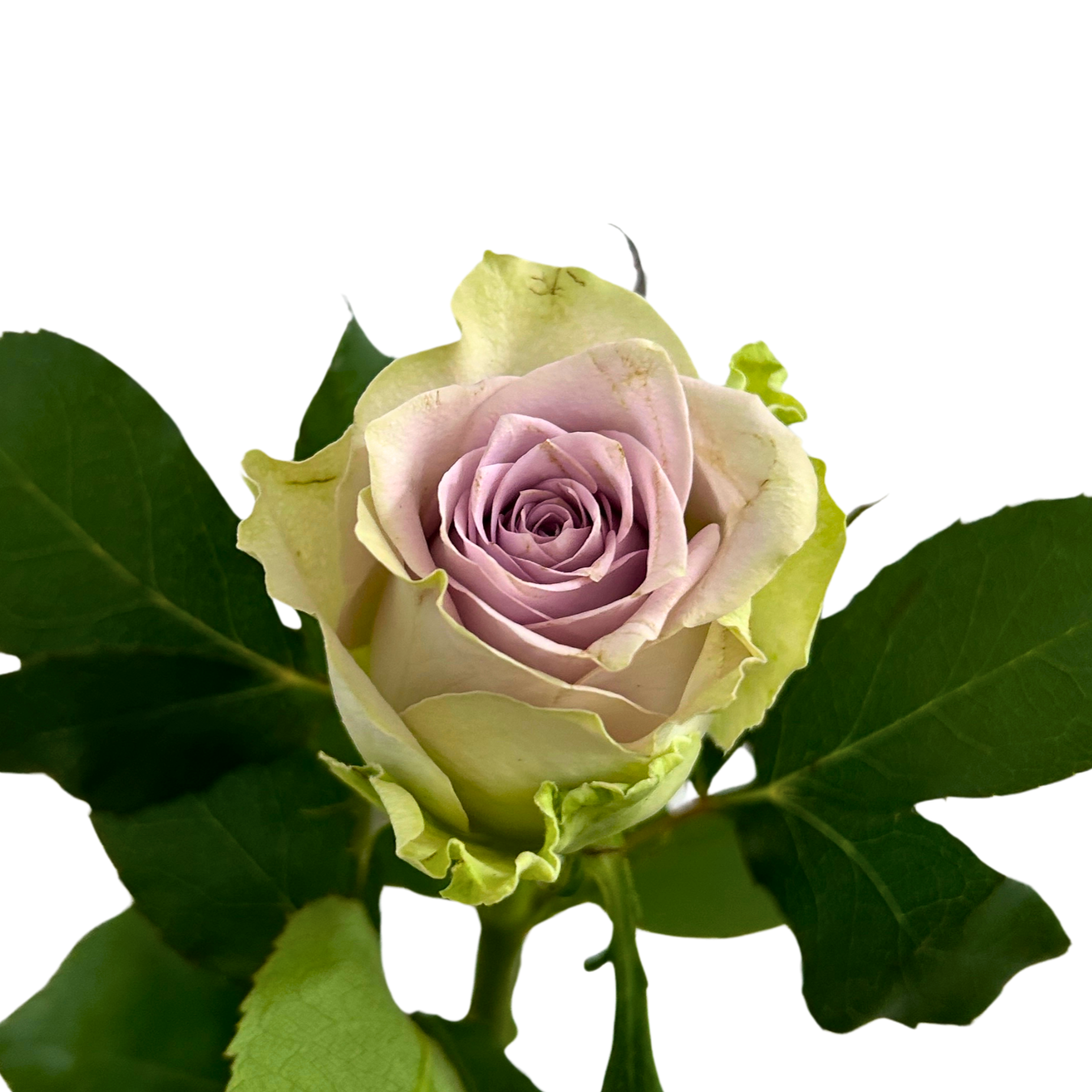 Buy Rose Yellow Fairy Online Malaysia – Fresh Cut Flowers