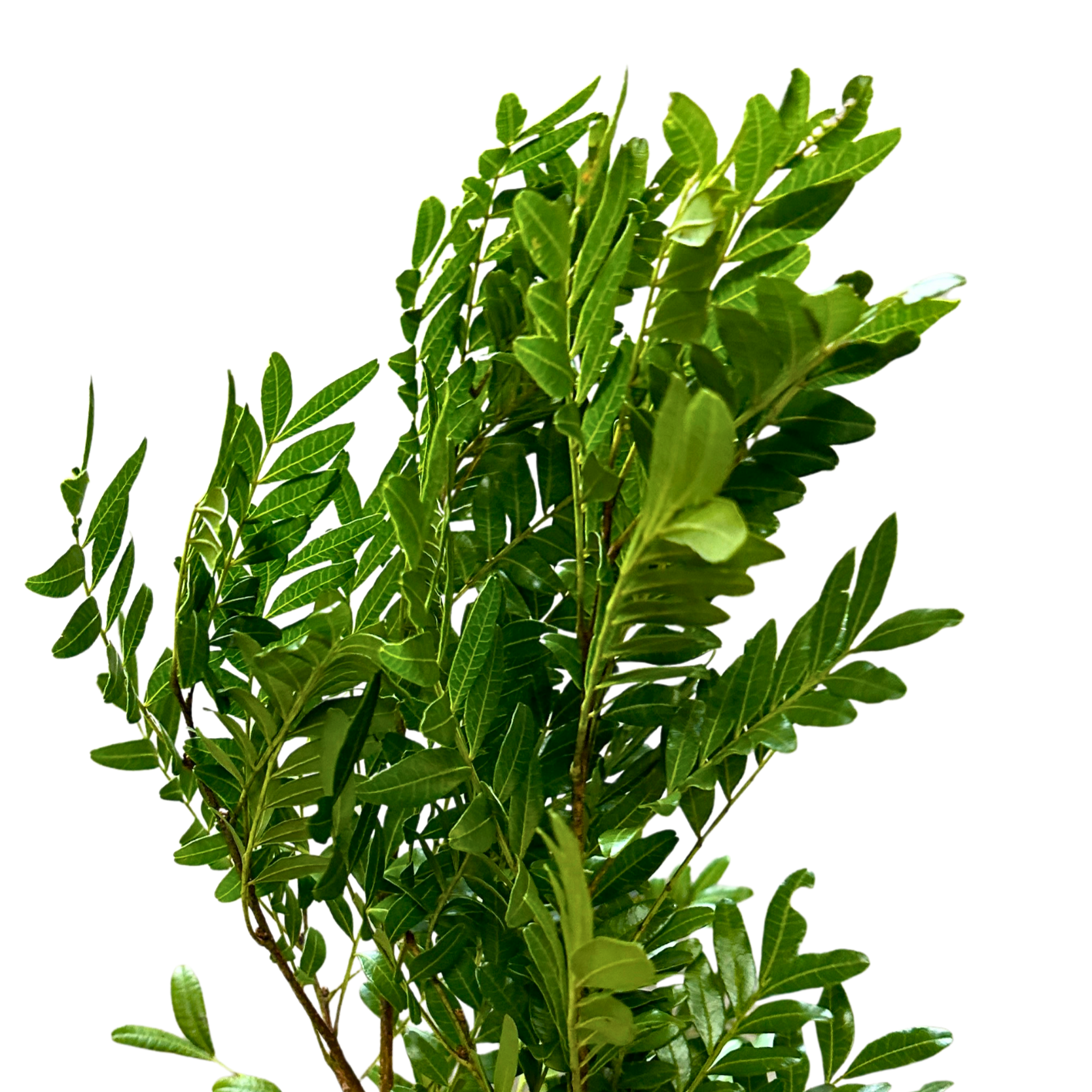 Fresh Pistacia Leaf Malaysia – Wholesale & Delivery