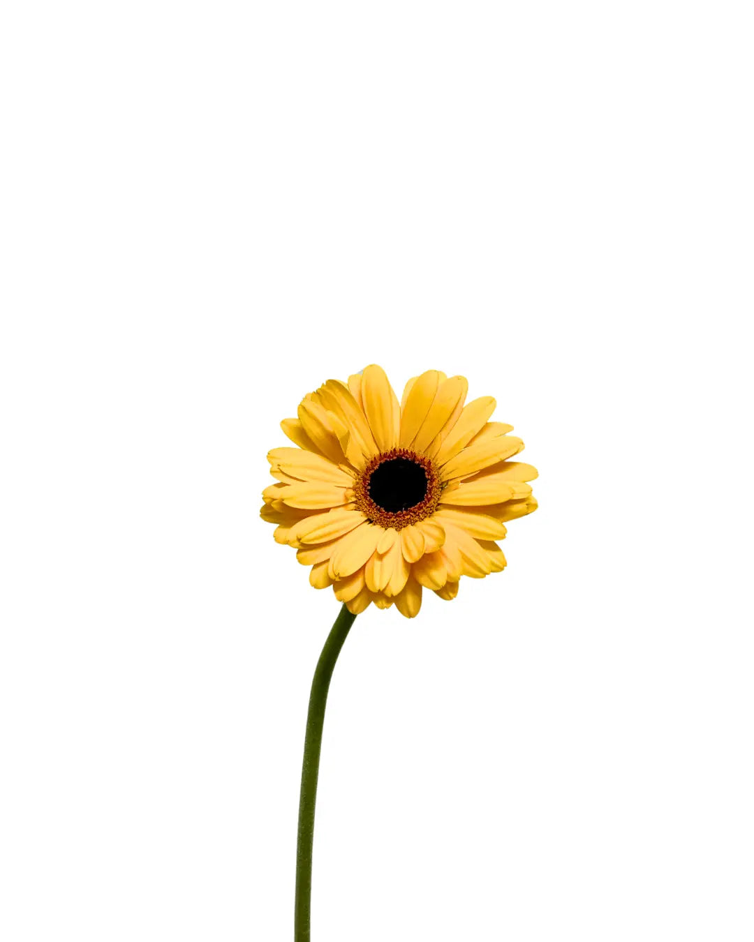 Gerbera Gold 10 stems