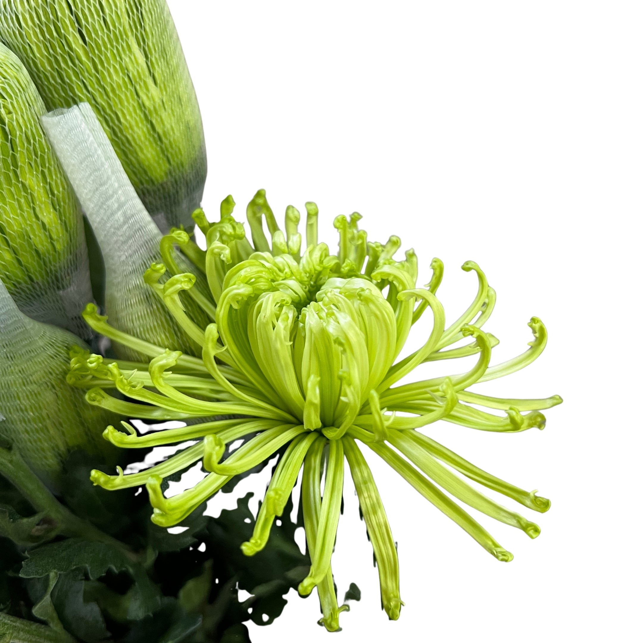 Net Mum Green - Century Flower