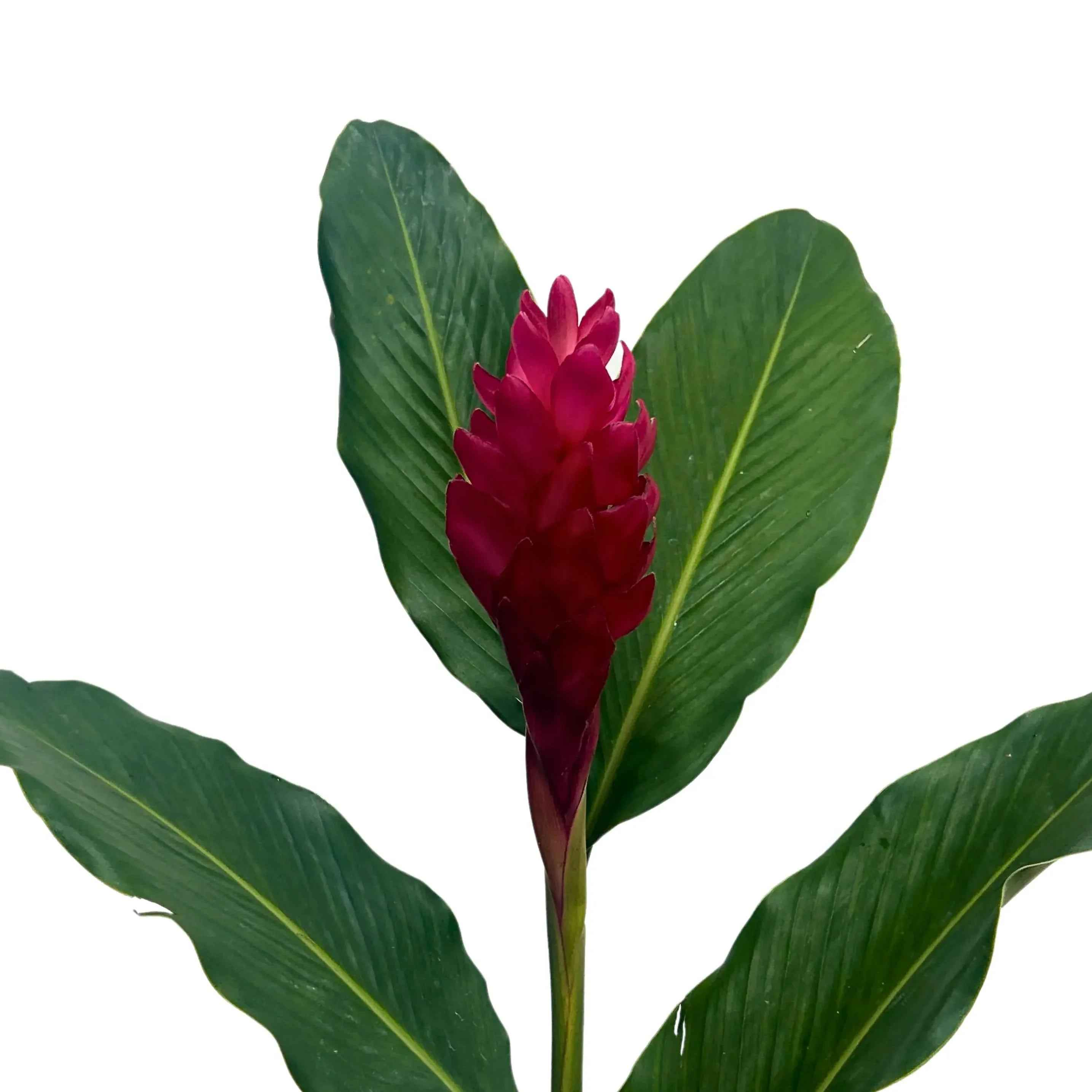 monstera and ginger with red dahlias arrangement Ginger Alpinia Red | Fresh Ginger Alpinia Red Malaysia