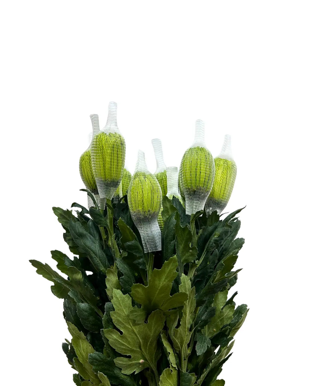 chrysanthemum mum jimba mum anatasia green