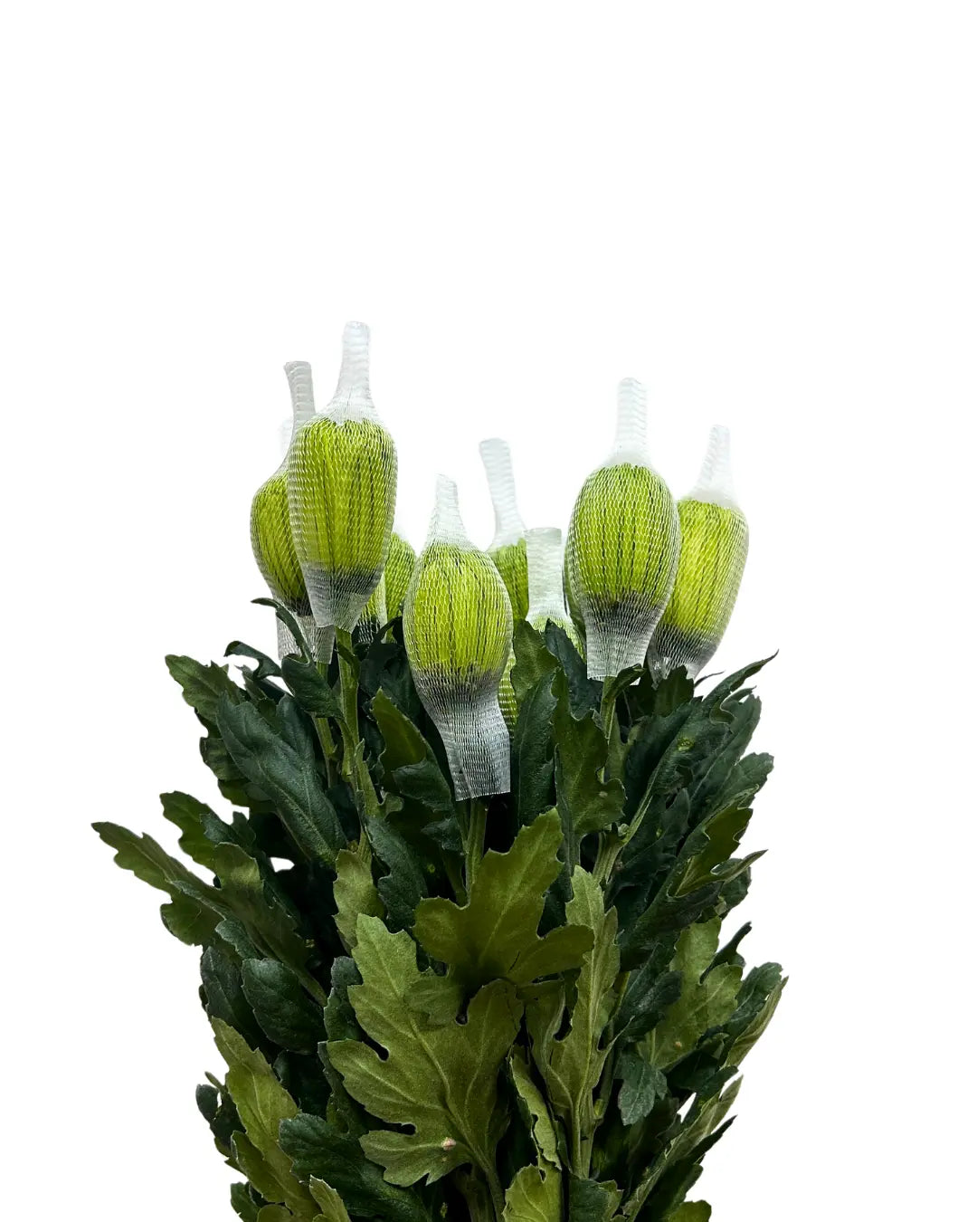 chrysanthemum mum jimba mum anatasia green