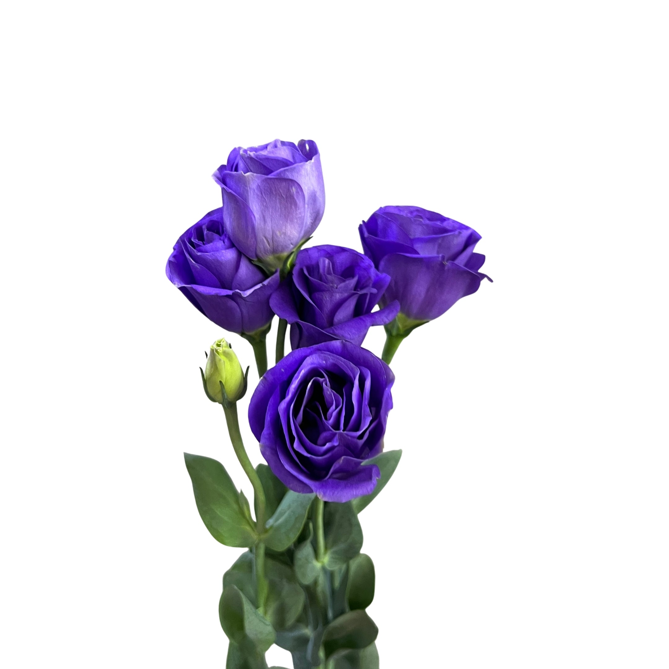 Eustoma Purple - Century Flower