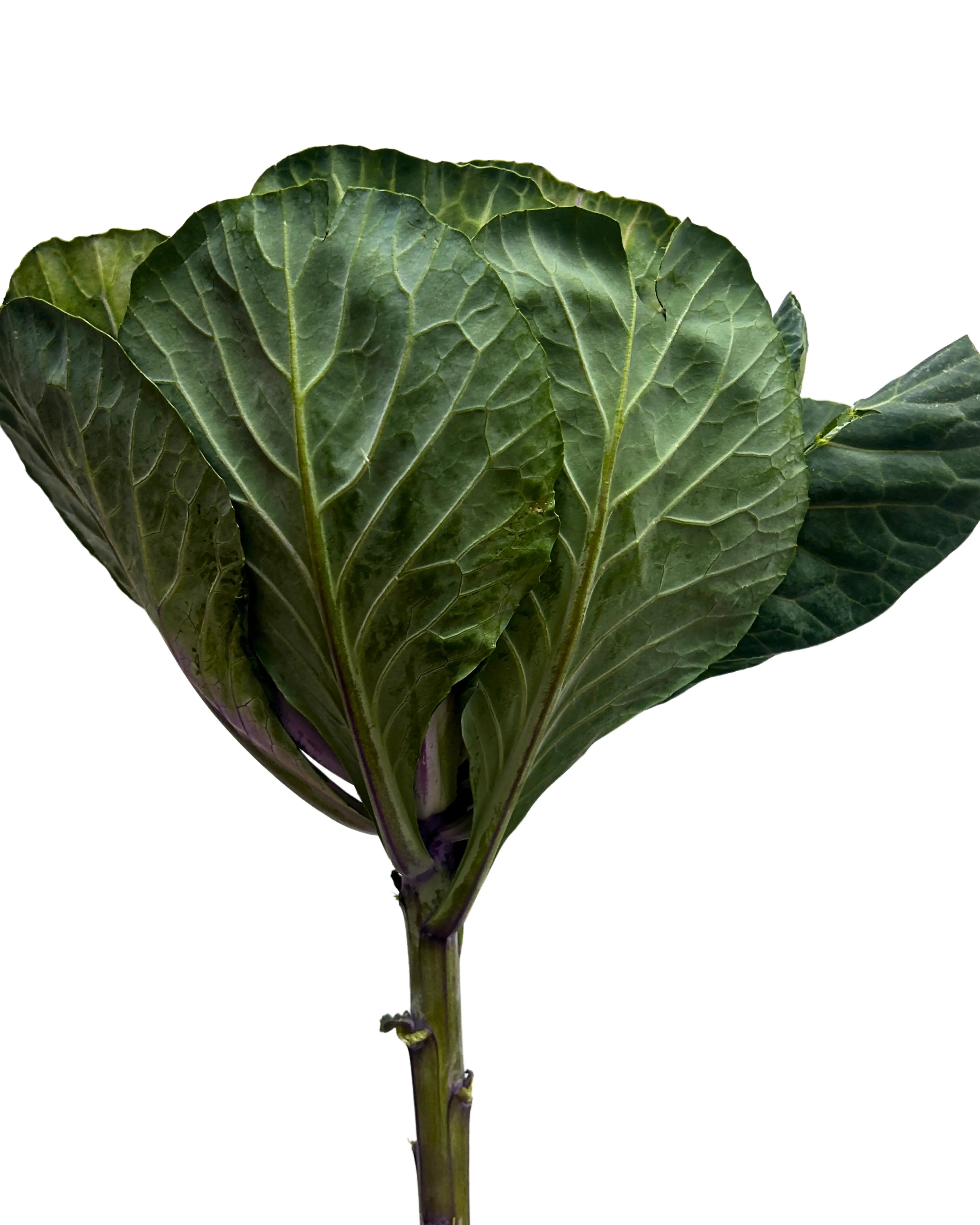Brassica Purple Stem