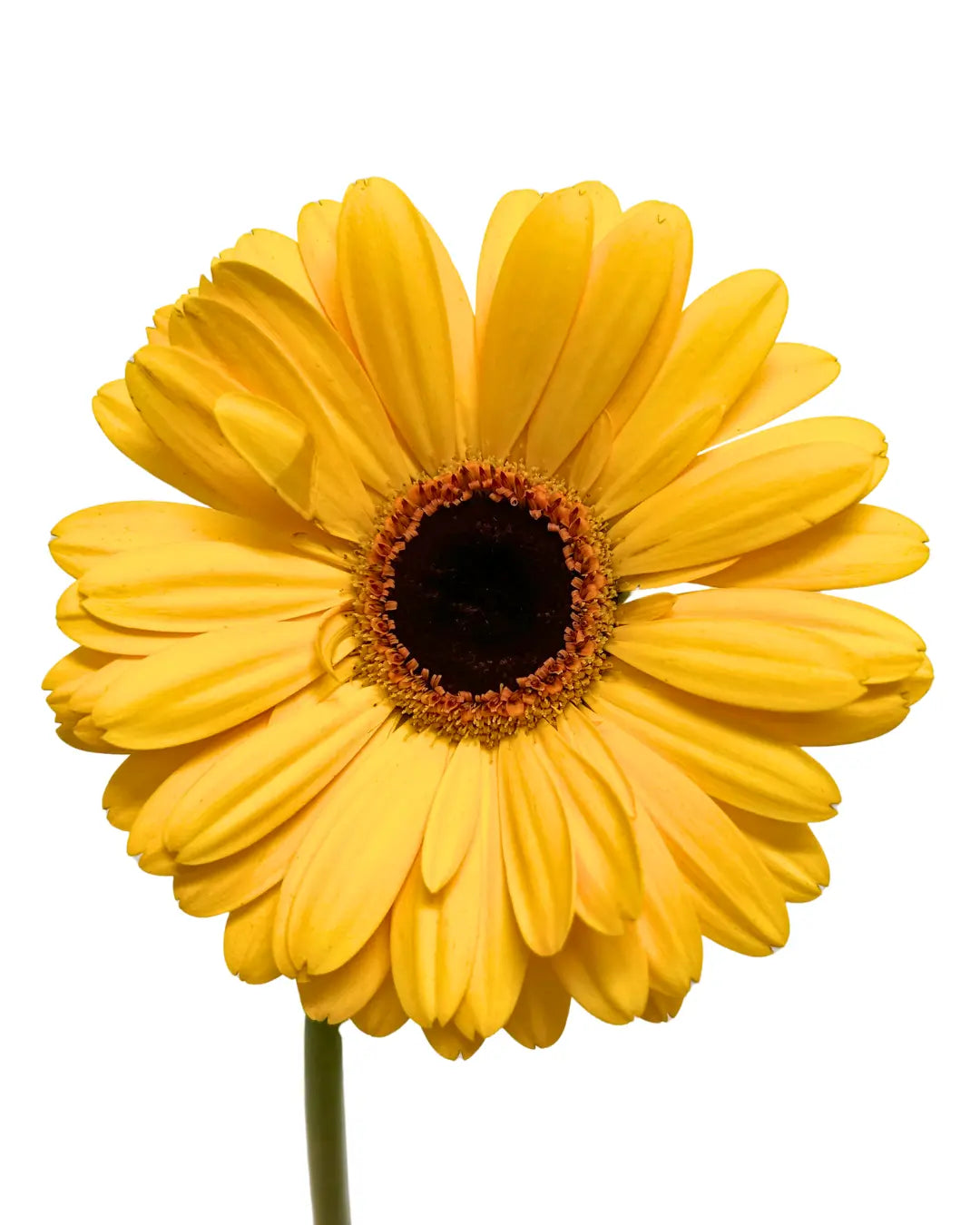 Gerbera Gold 10 stems
