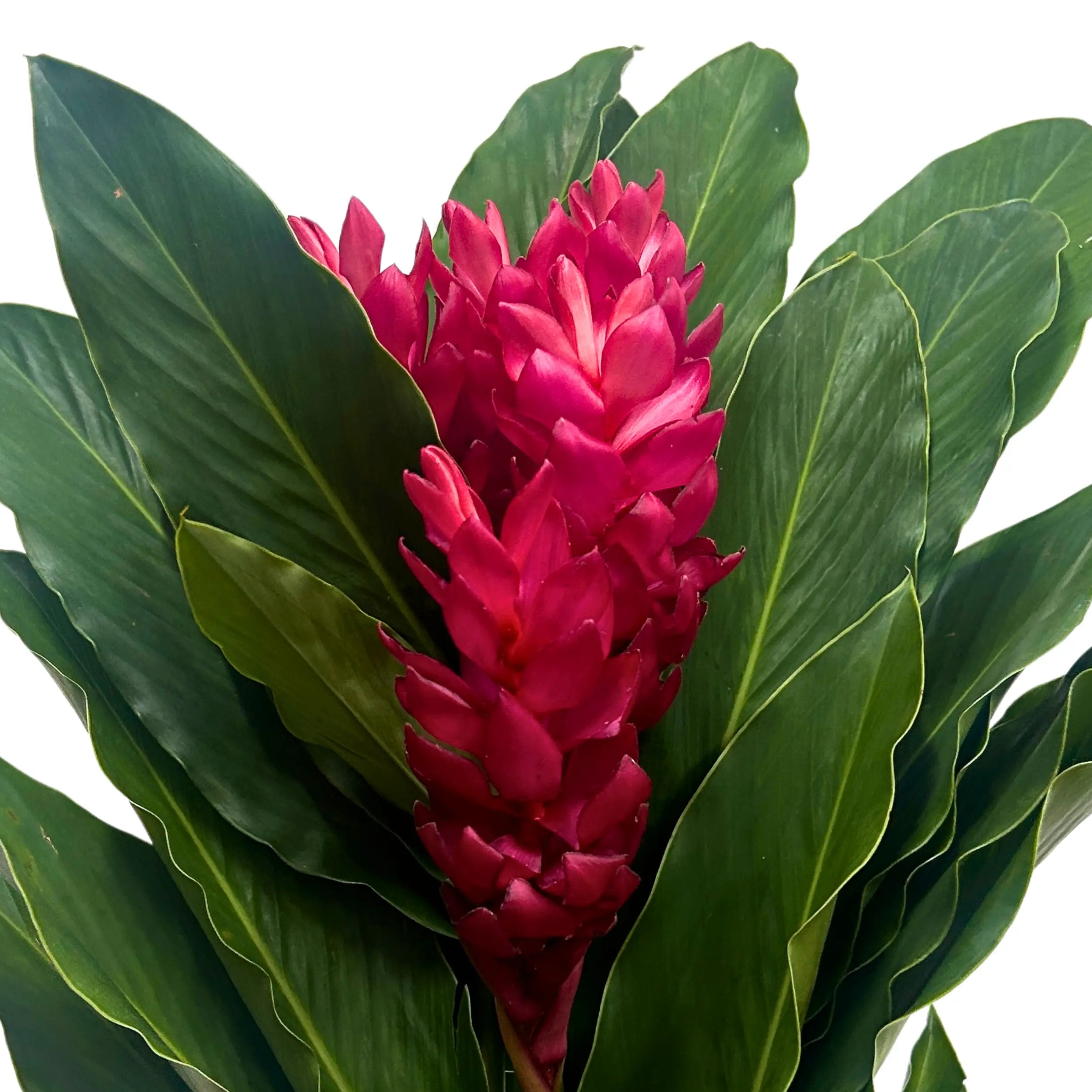 Ginger Alpinia Red 5 Stems