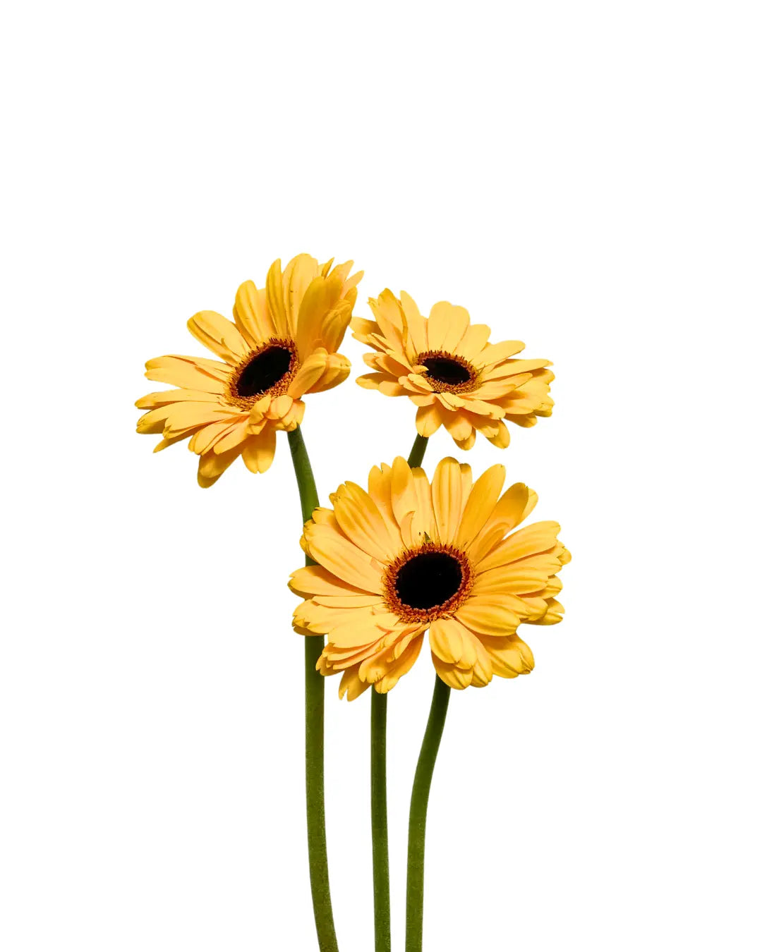 Gerbera Gold 10 stems