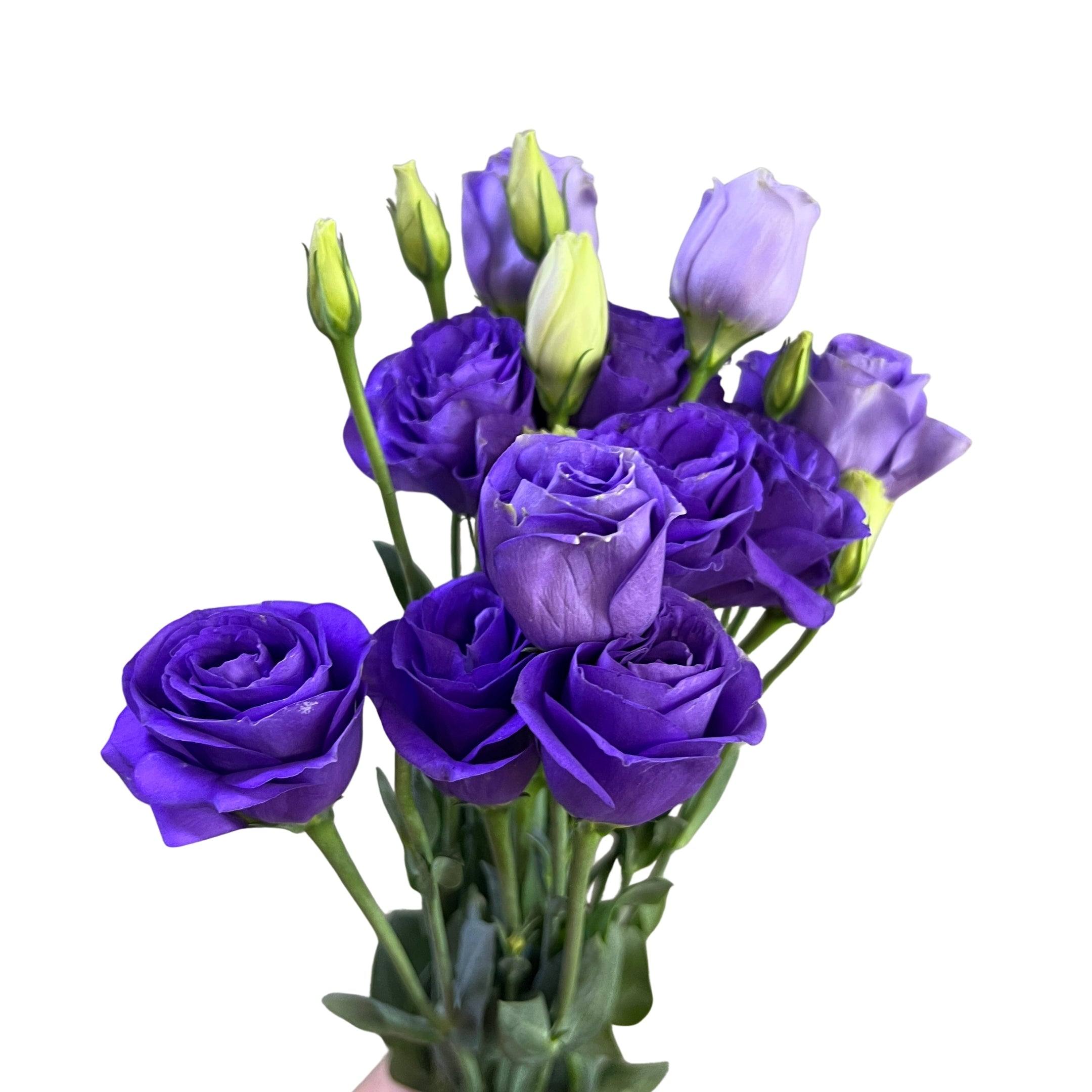 Eustoma Purple - Century Flower