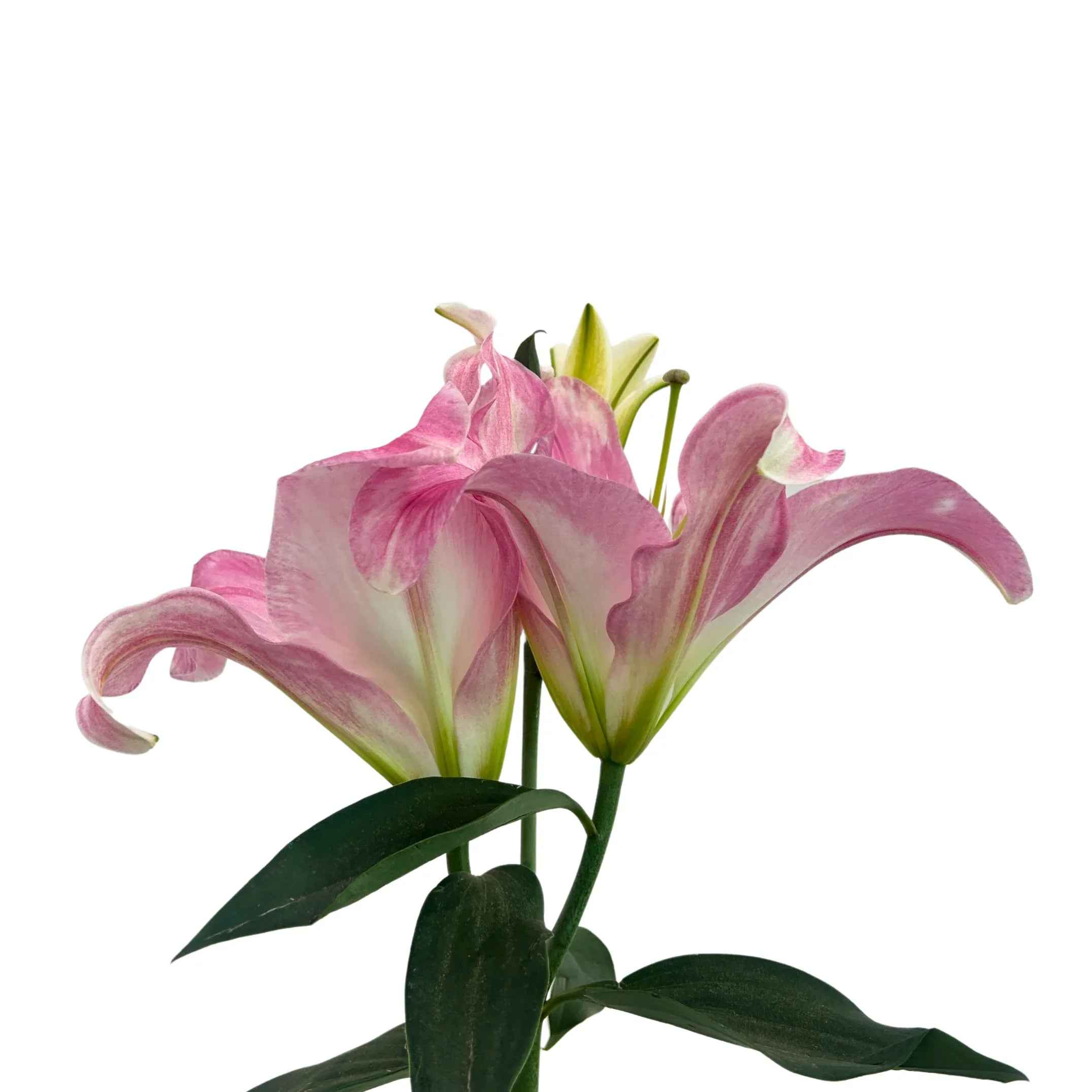 starlight lily flower Lily Starlight | Fresh Lily Starlight Malaysia