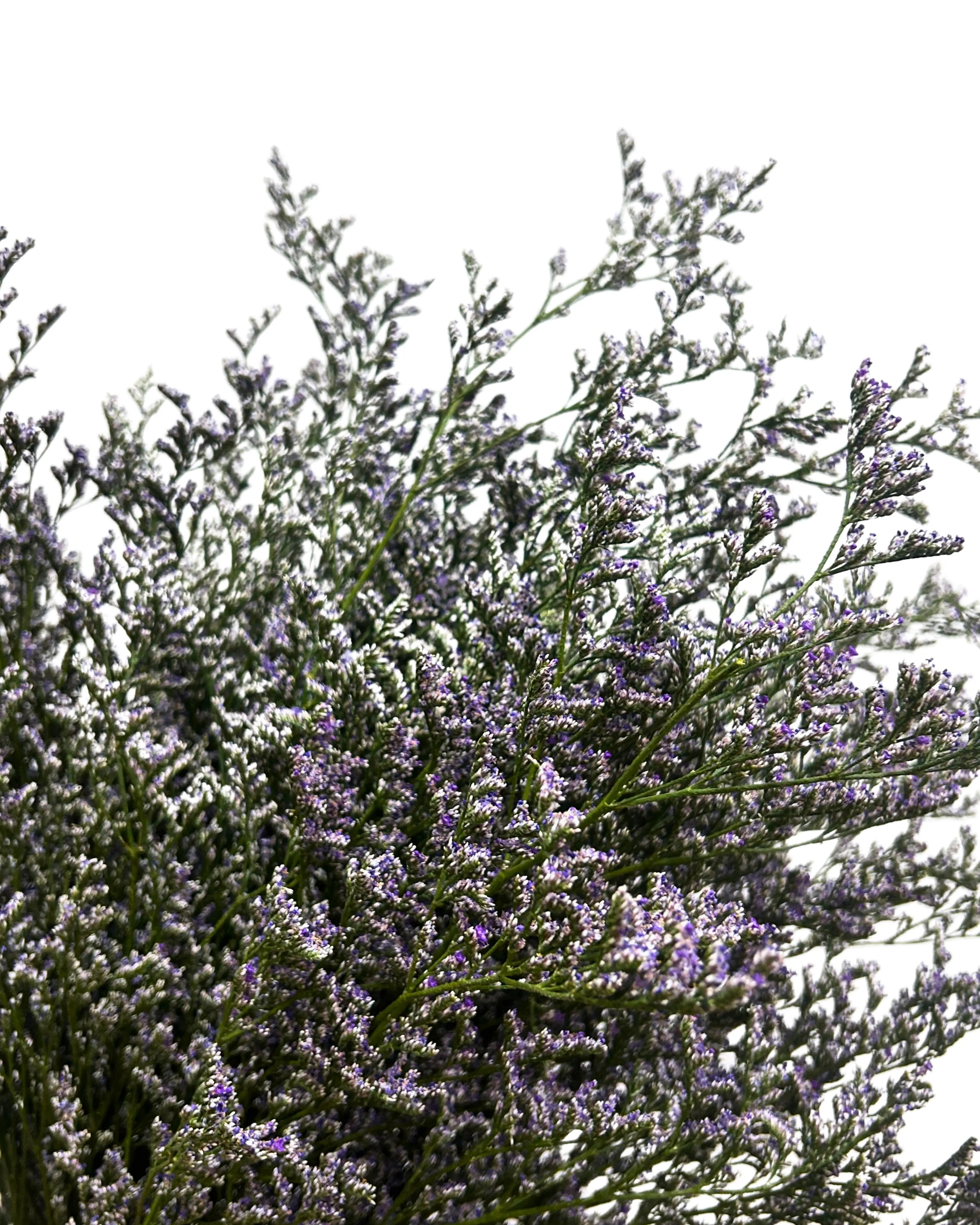 Caspia Purple Bunch