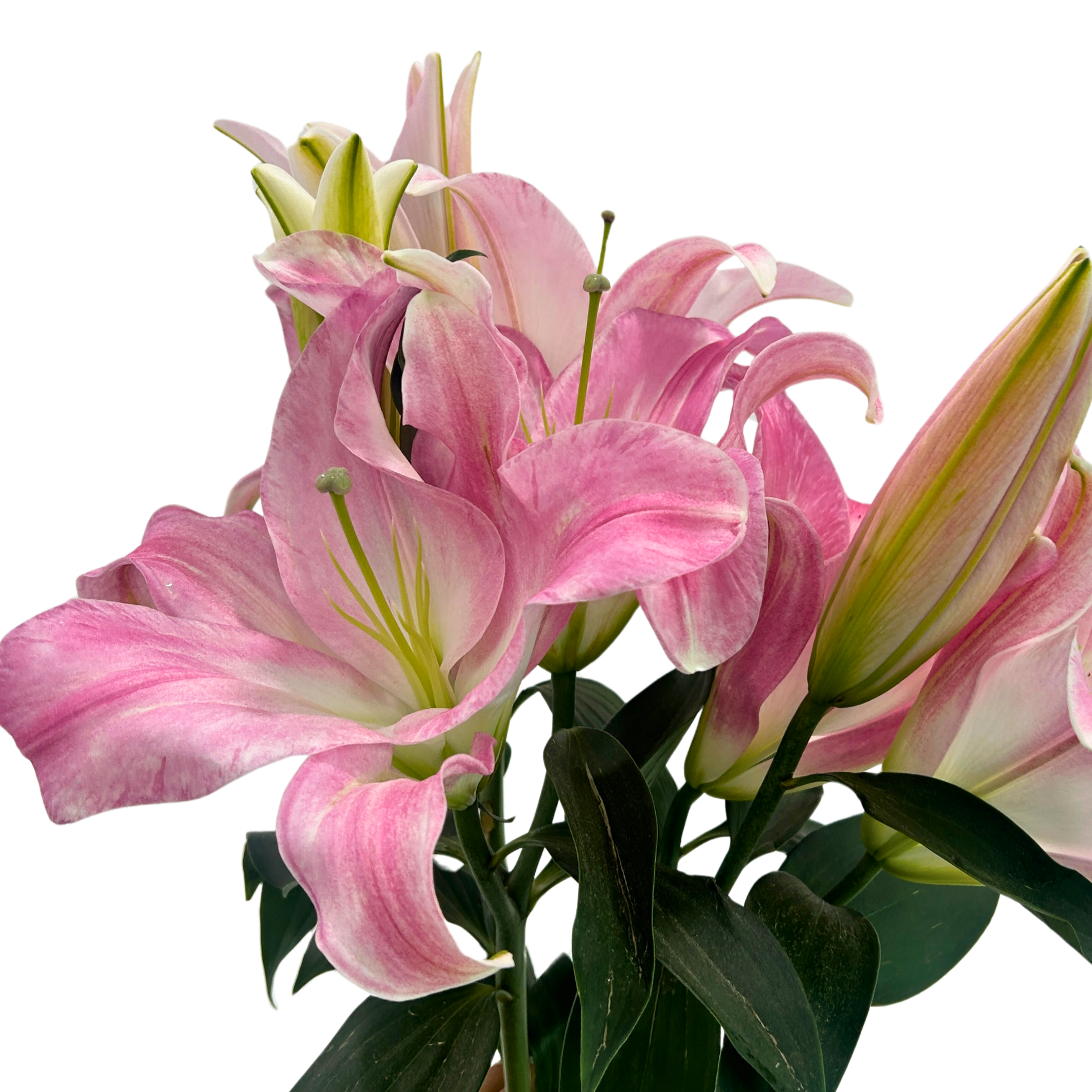Buy Rose Essar Online Malaysia – Fresh Cut Flowers