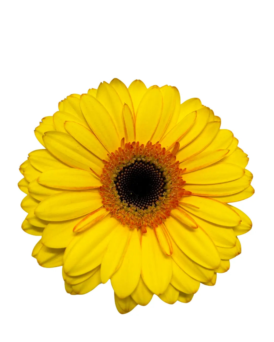 Gerbera Tone Yellow 10 stems