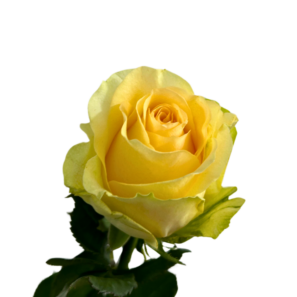 Buy Rose Gosen Online Malaysia – Fresh Cut Flowers