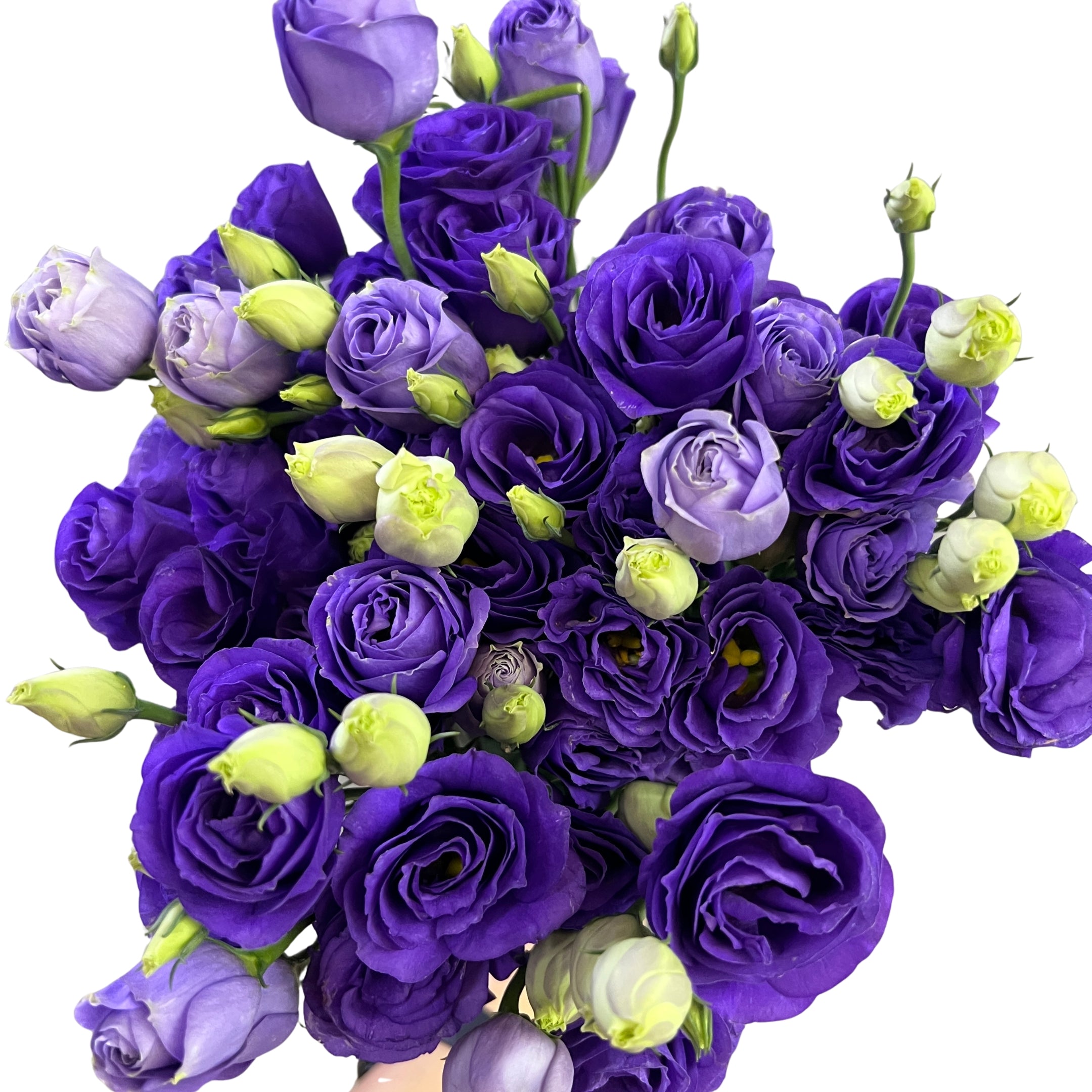 Eustoma Purple - Century Flower