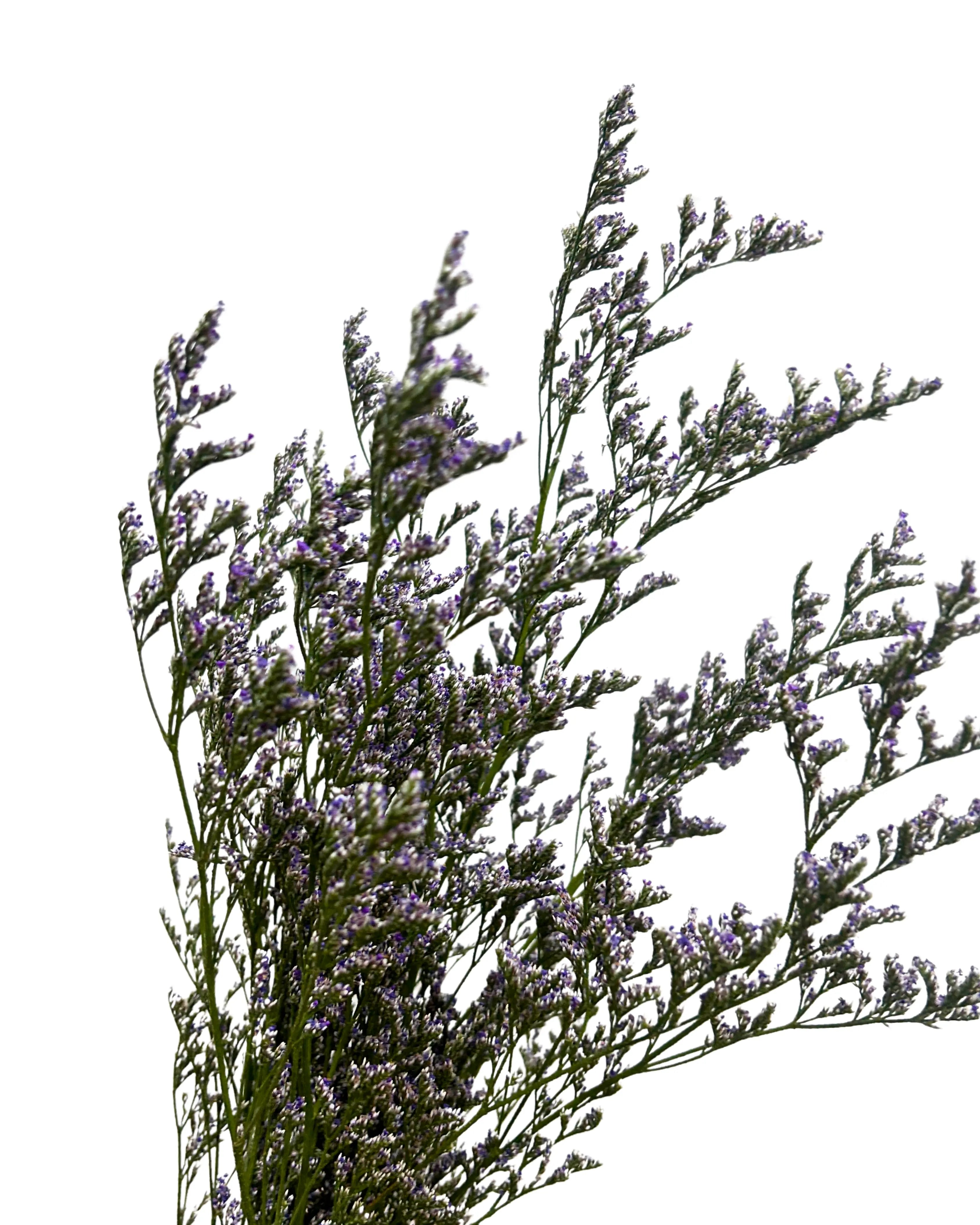 Caspia Purple Bunch