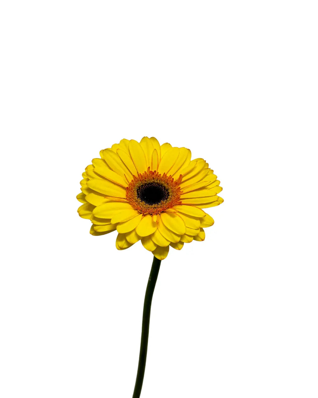 Gerbera Tone Yellow 10 stems