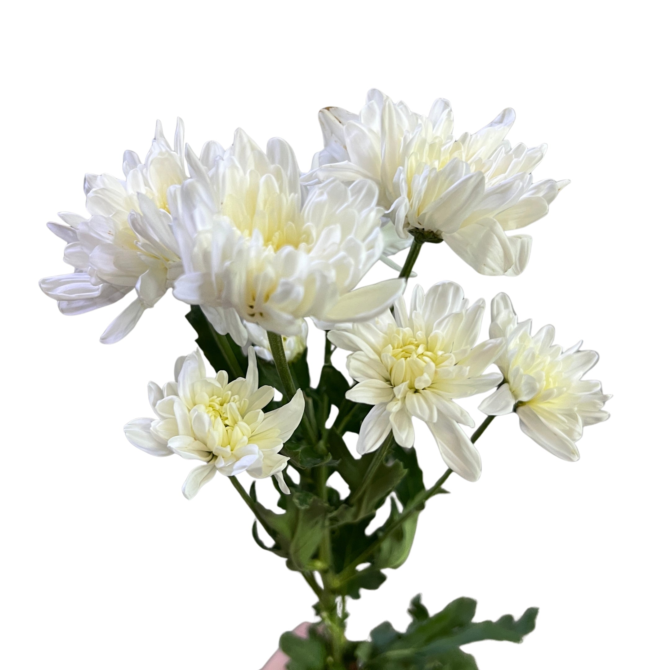 Chrysanthemum Pom Pom White - Century Flower