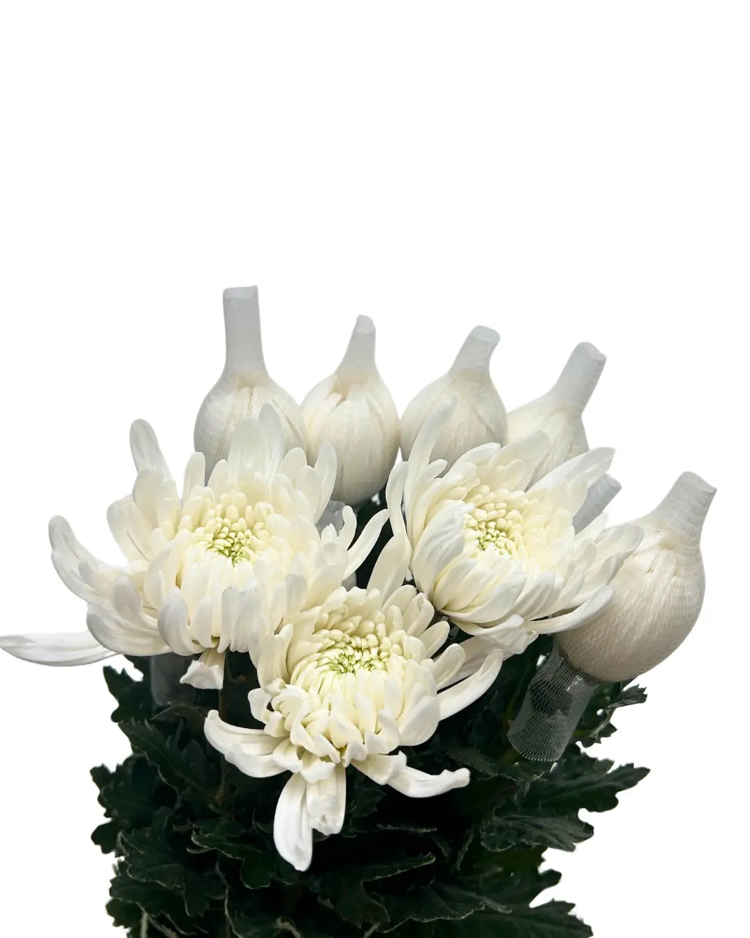 chrysanthemum mum jimba mum anatasia white