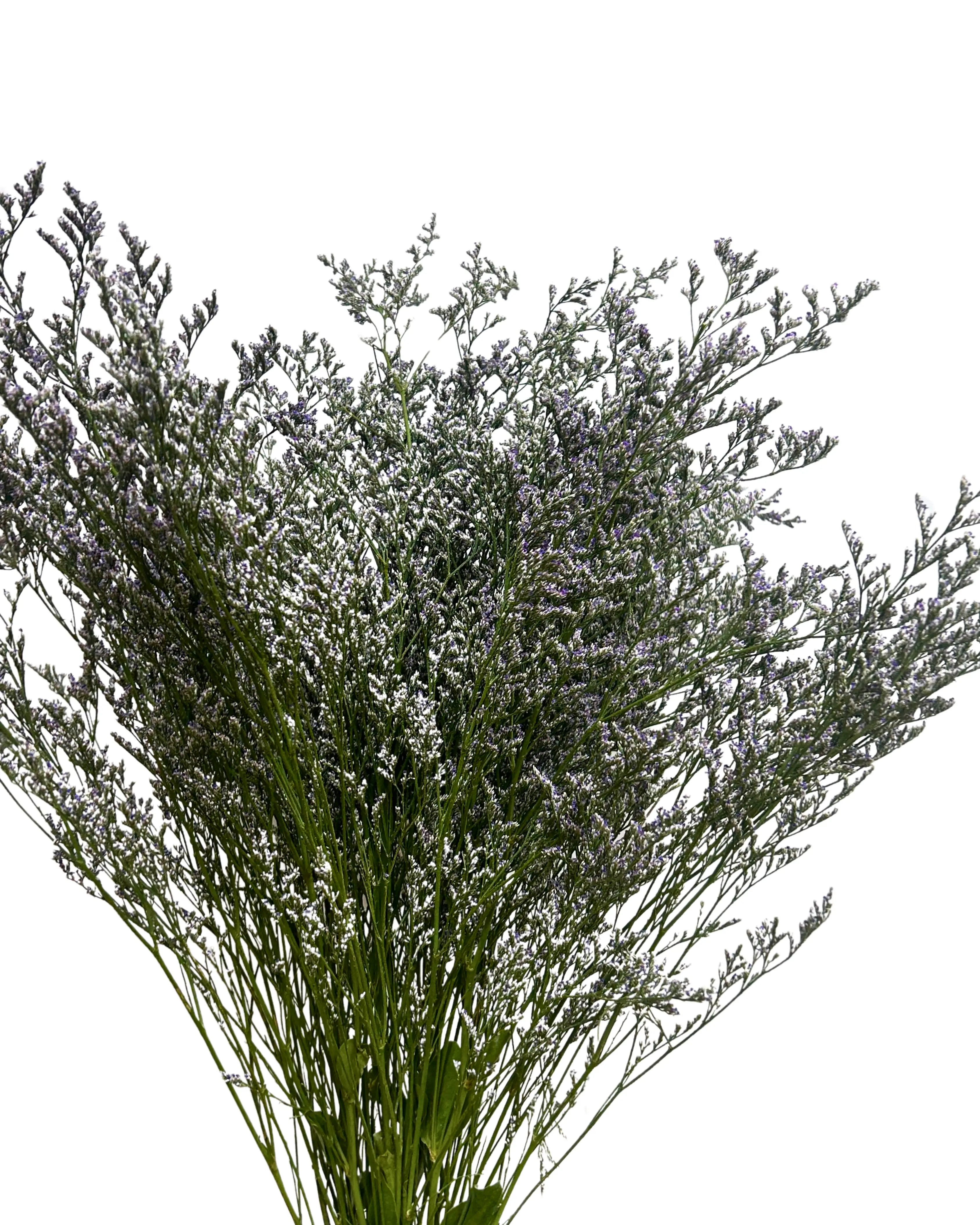 Caspia Purple Bunch