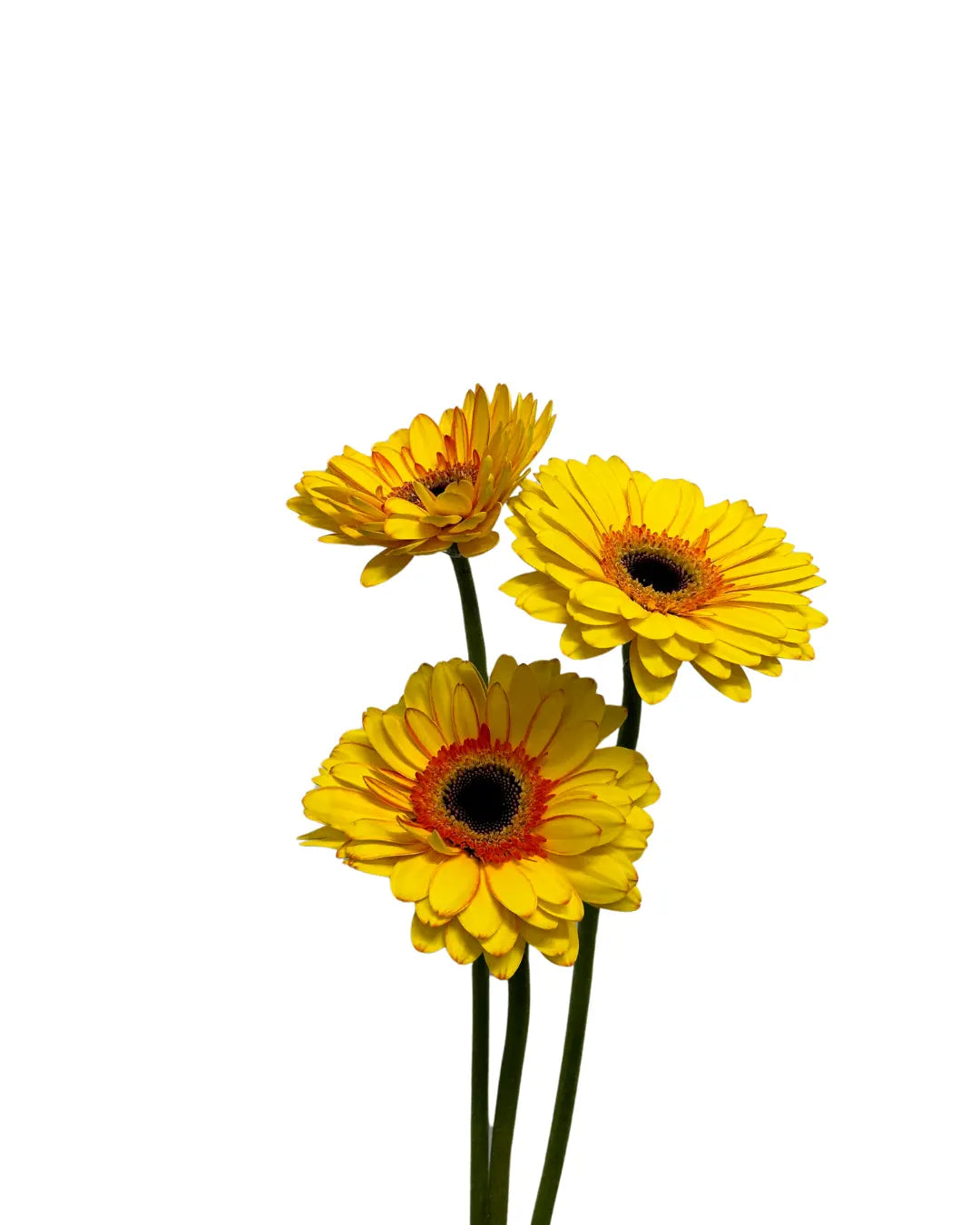 Gerbera Tone Yellow 10 stems