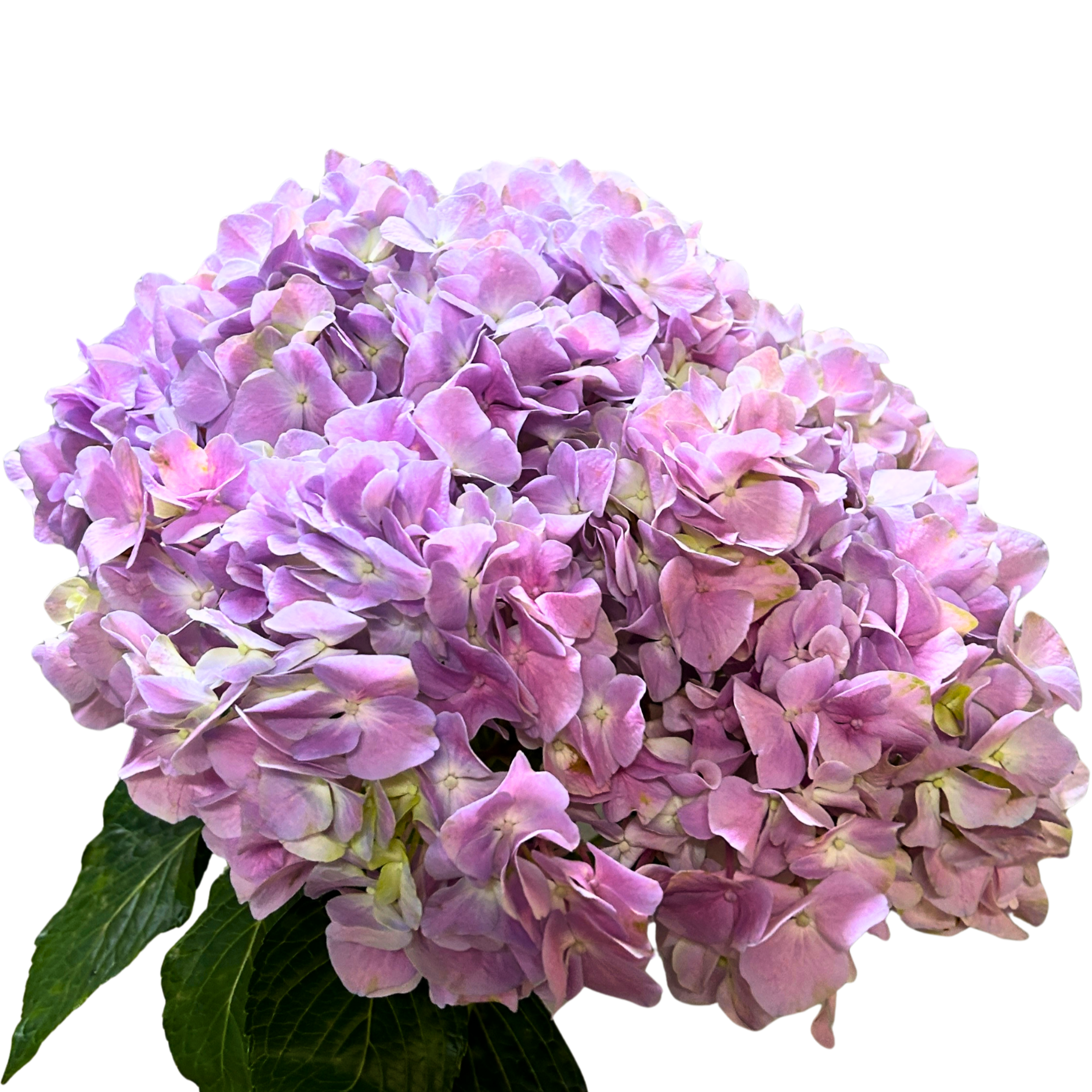 Fresh Hydrangea Pink Purple Malaysia – Wholesale & Delivery
