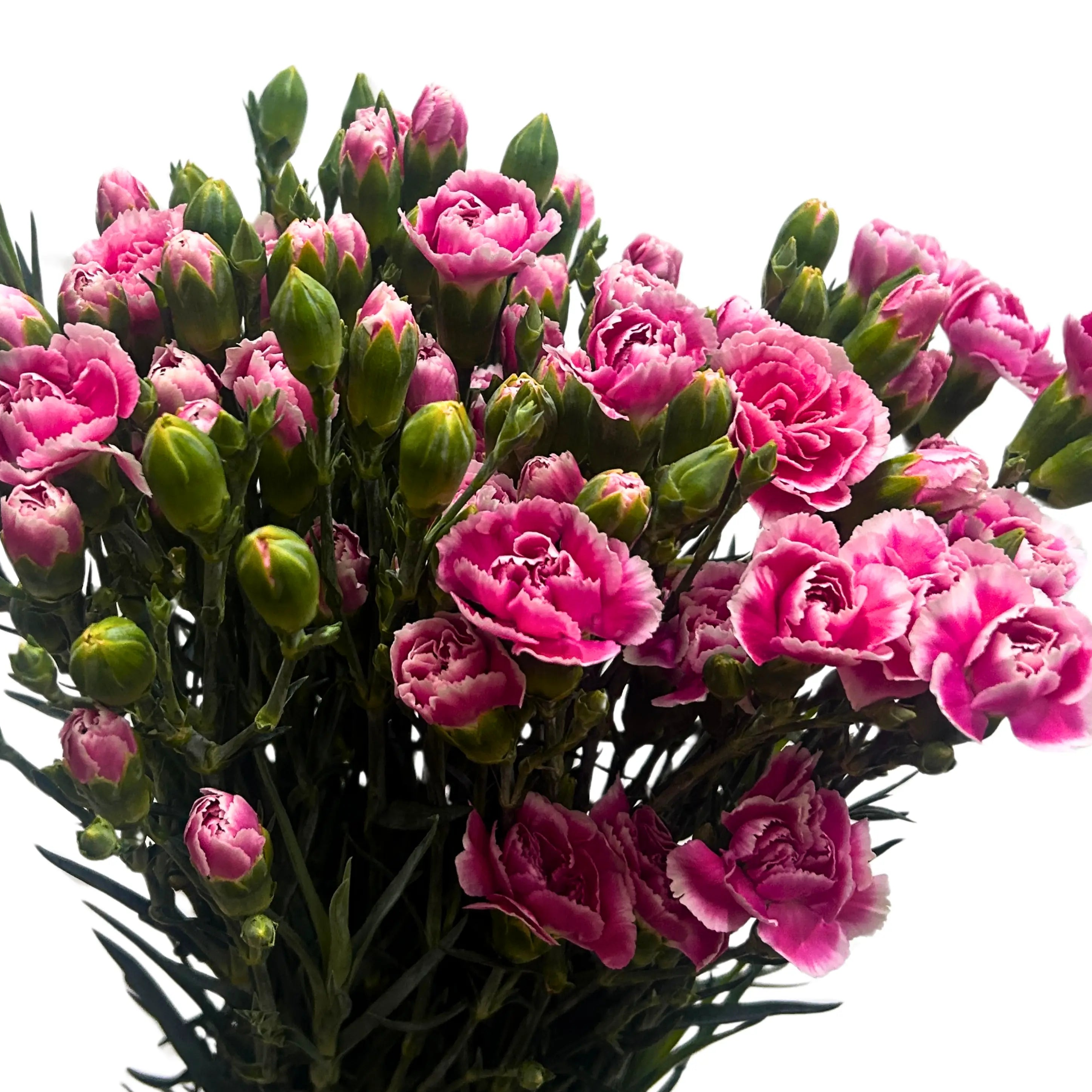Carnation Spray Pink White 20 Stems