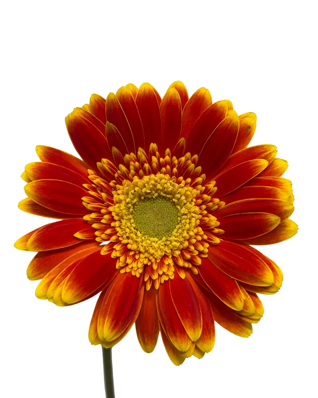 Gerbera Sunshine Green Heart 10 stems