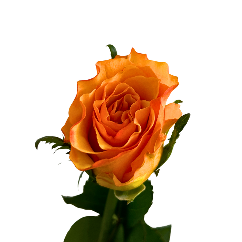 Buy Rose Ladybro Online Malaysia – Fresh Cut Flowers