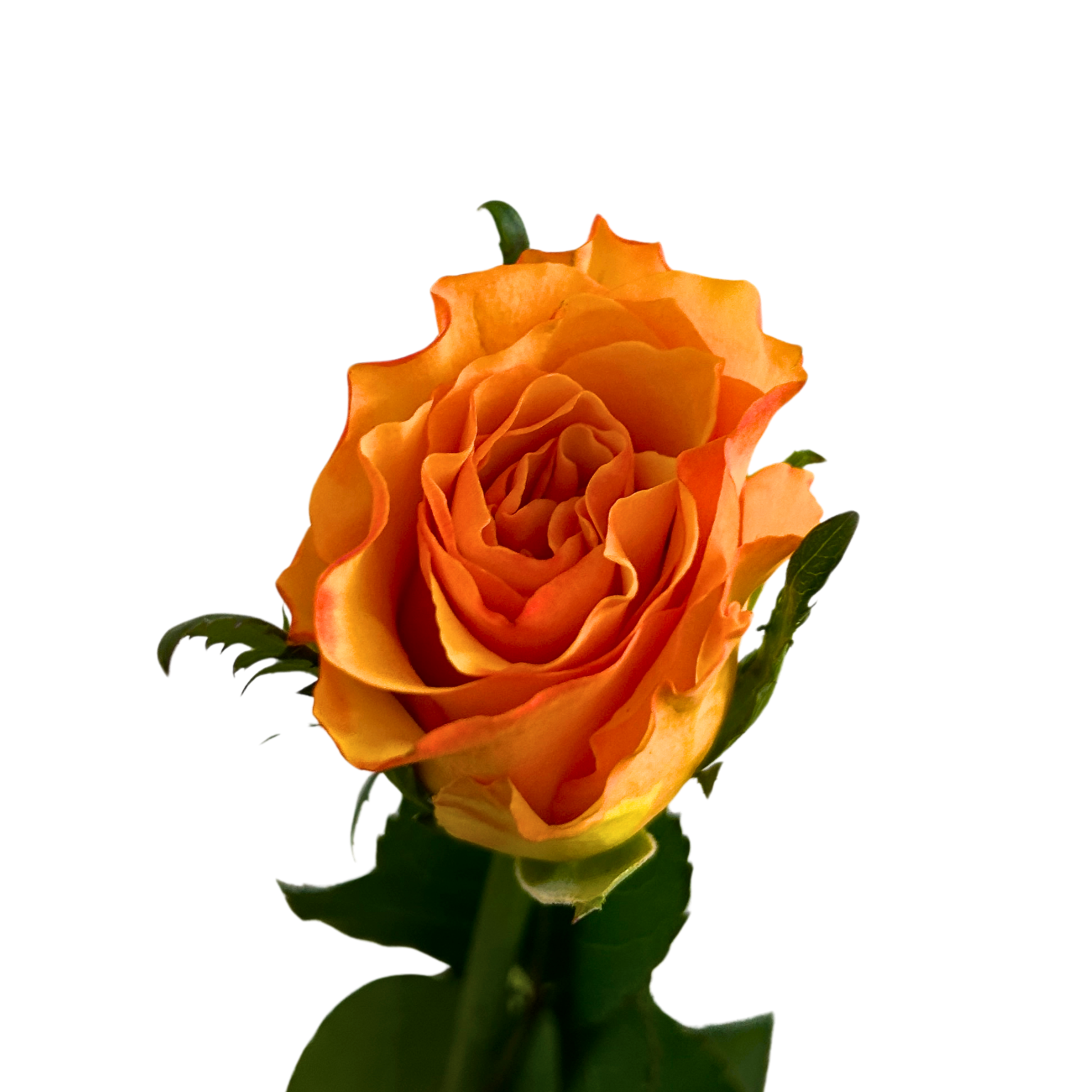 Buy Rose Ladybro Online Malaysia – Fresh Cut Flowers