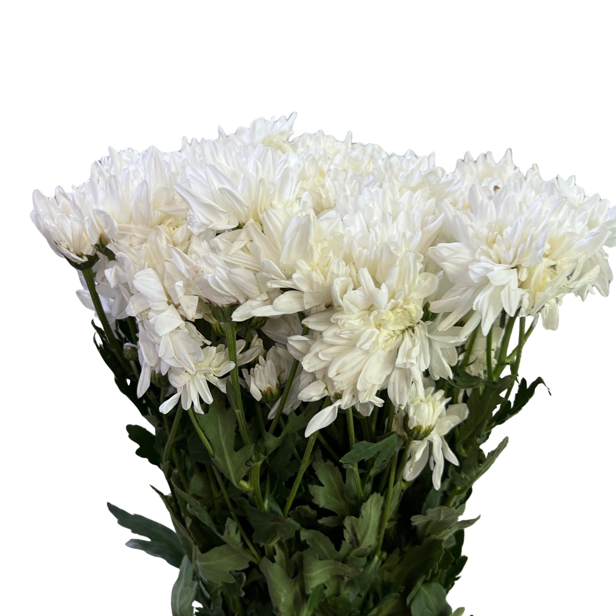 Chrysanthemum Pom Pom White - Century Flower