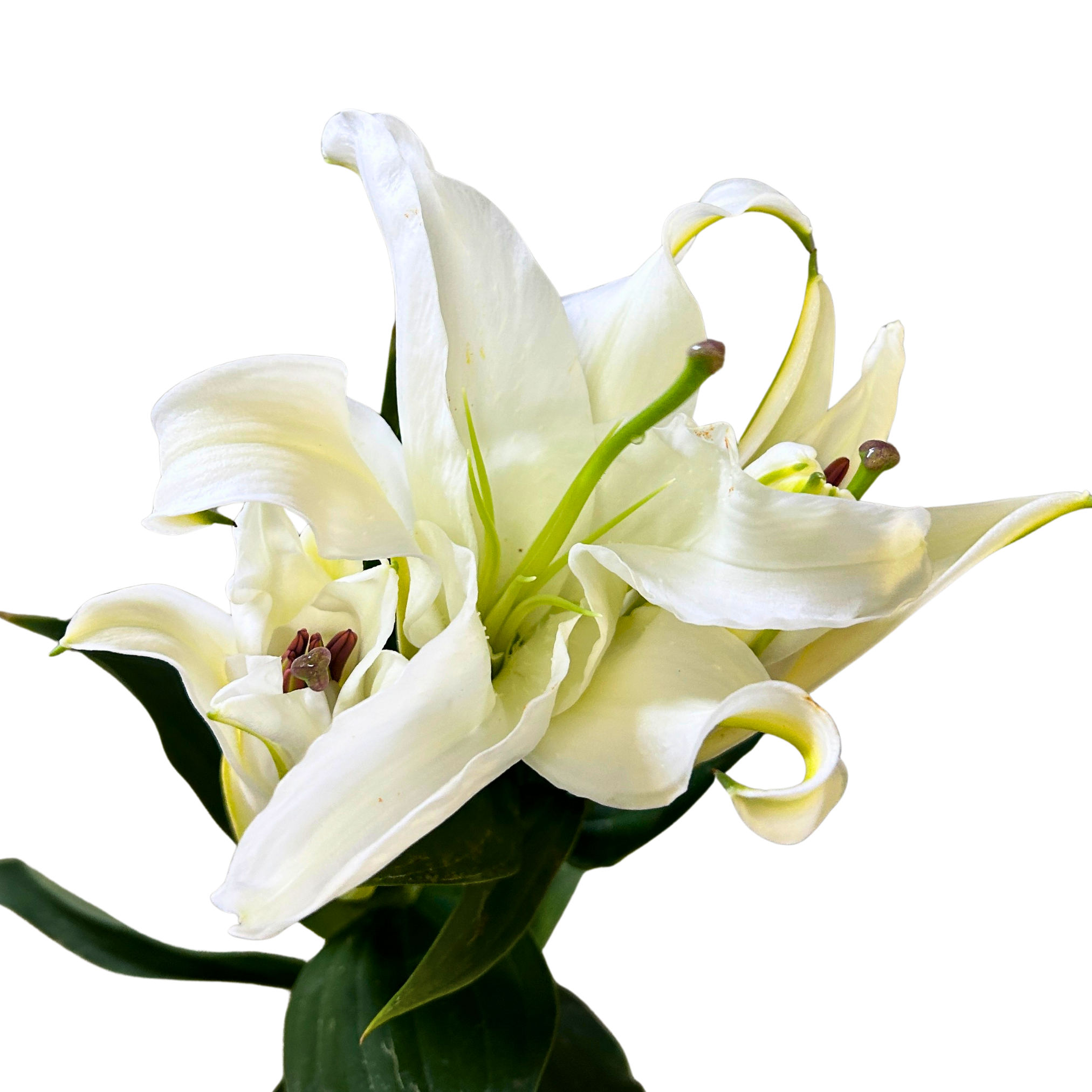 Buy Lily Siberia (3) Online Malaysia – Fresh Cut Flowers