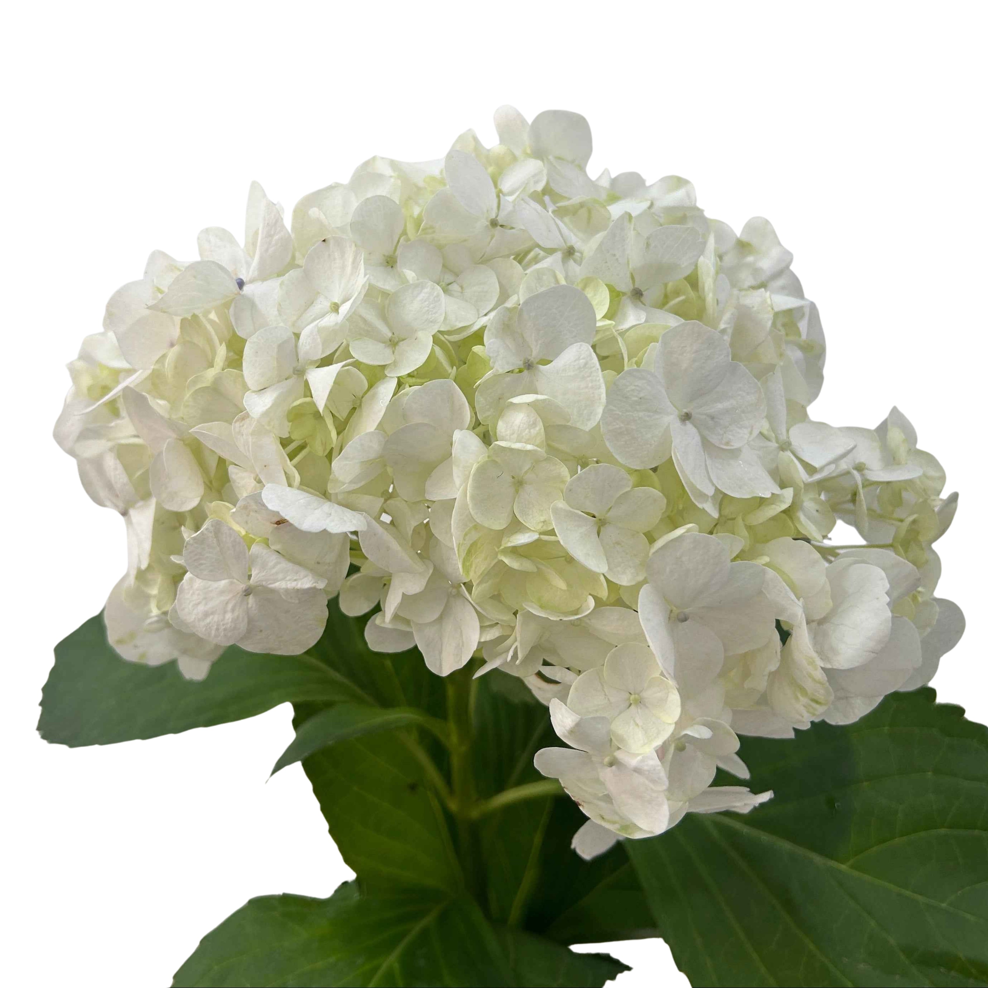 Hydrangea White - Century Flower