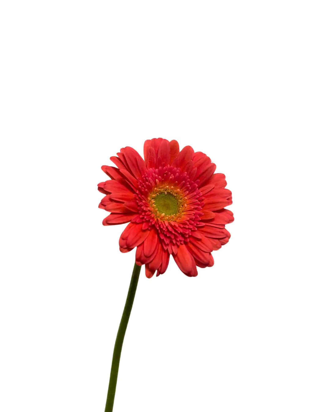 Gerbera Pink Green Heart 10 stems