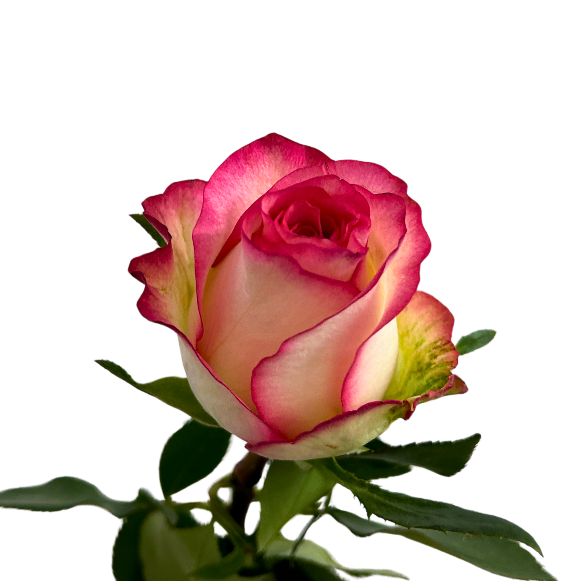 Buy Rose Cappuccino Online Malaysia – Fresh Cut Flowers
