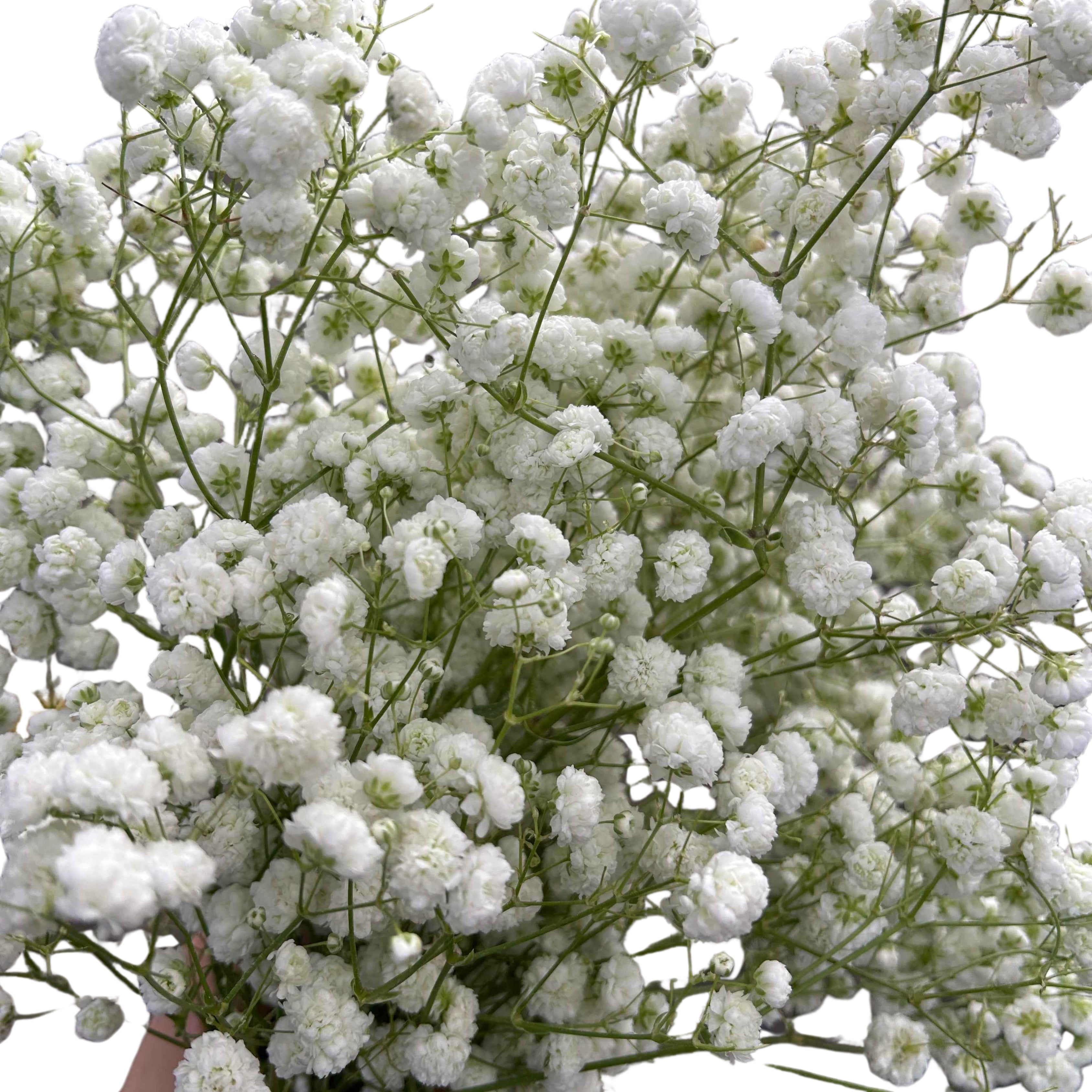 Gypsophila Baby's Breath - Century Flower