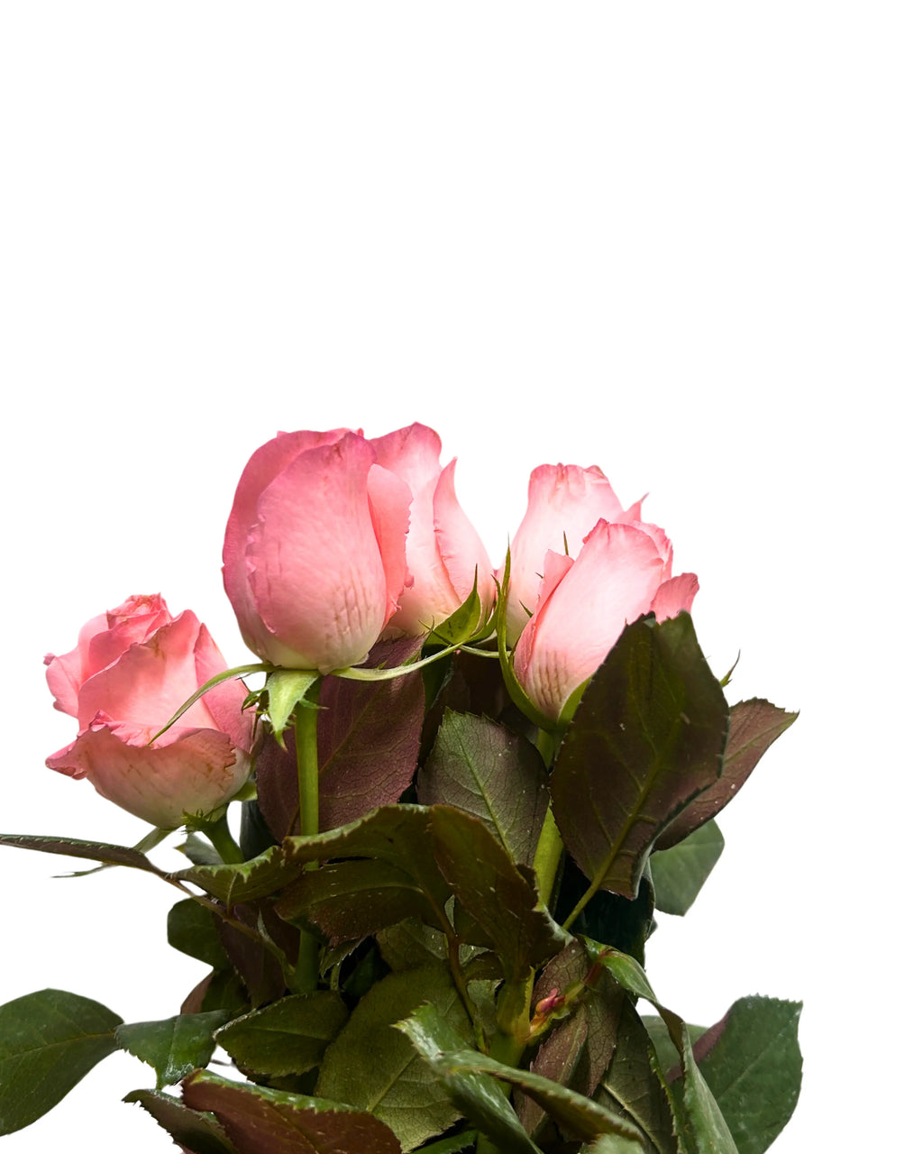 Rose Baby Pink 10 Stems