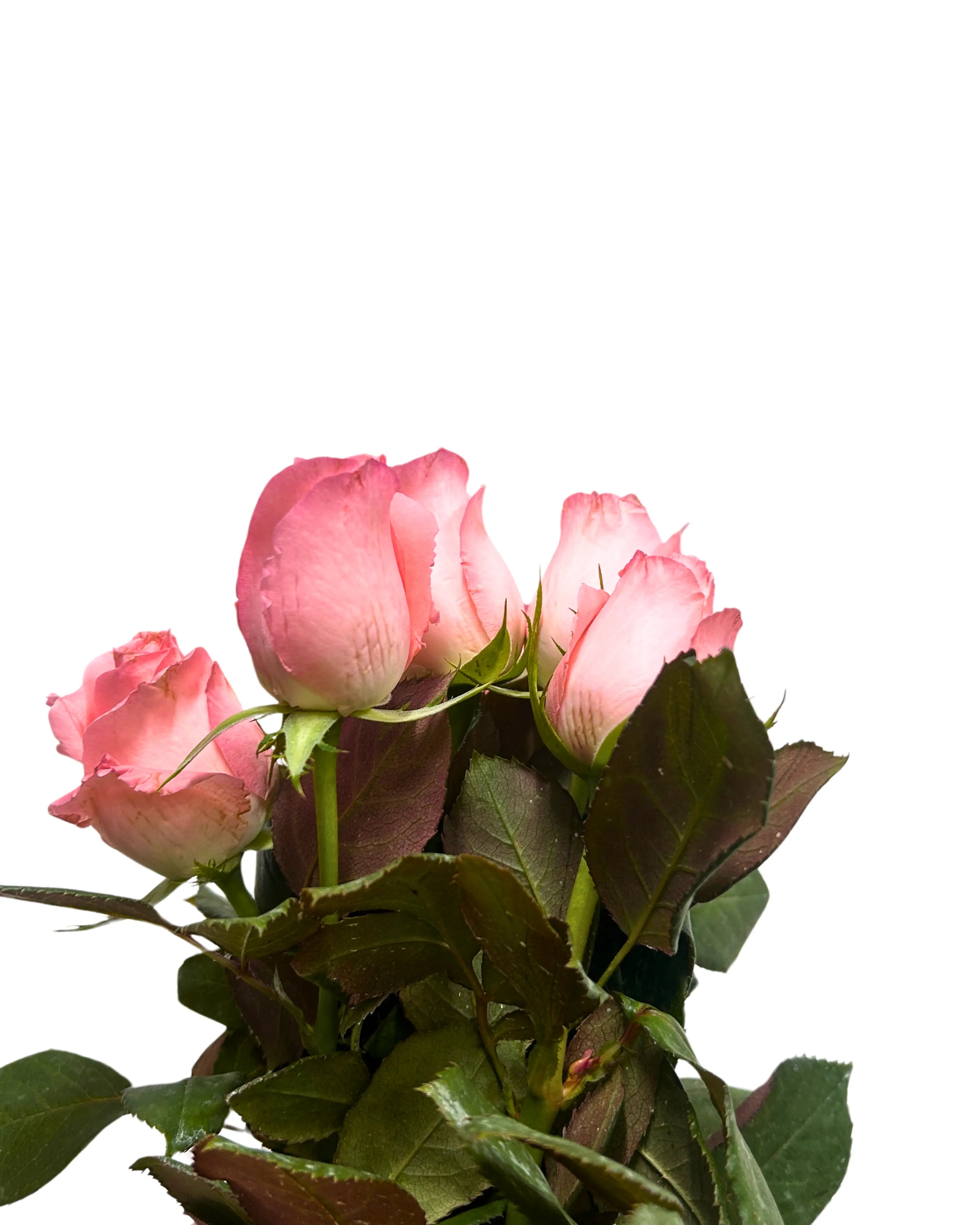 Rose Baby Pink 10 Stems