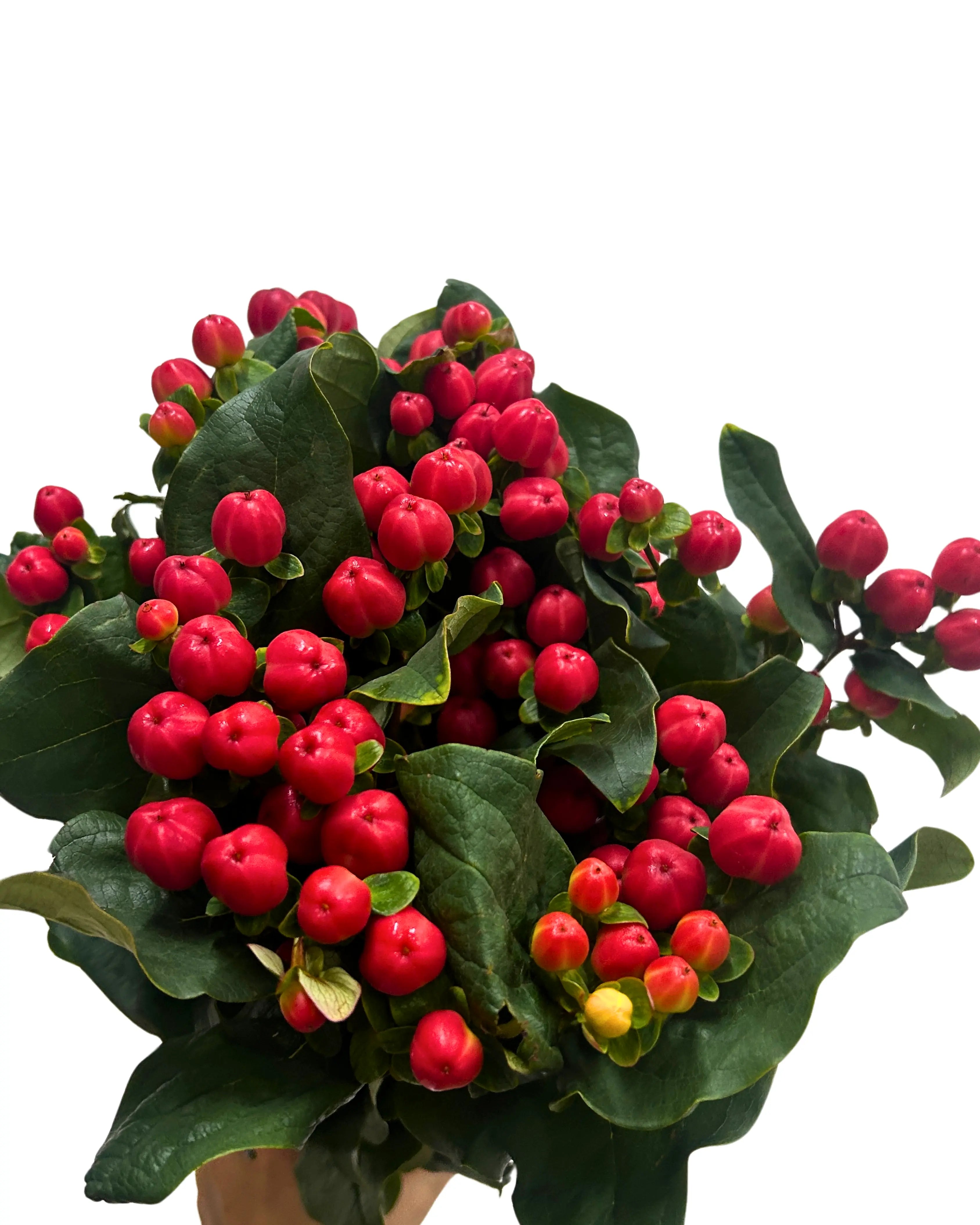 Hypericum Red Bunch