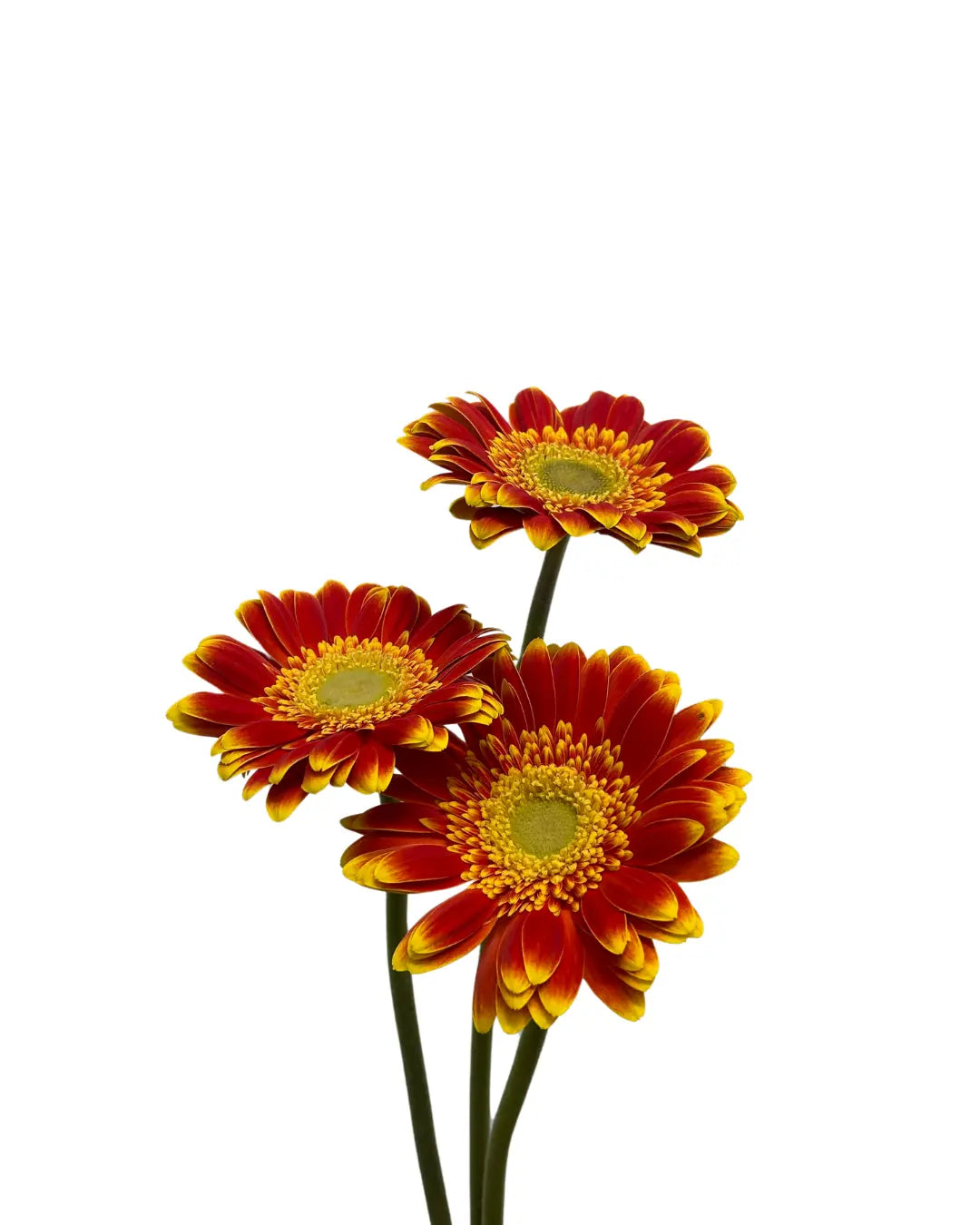 Gerbera Sunshine Green Heart 10 stems
