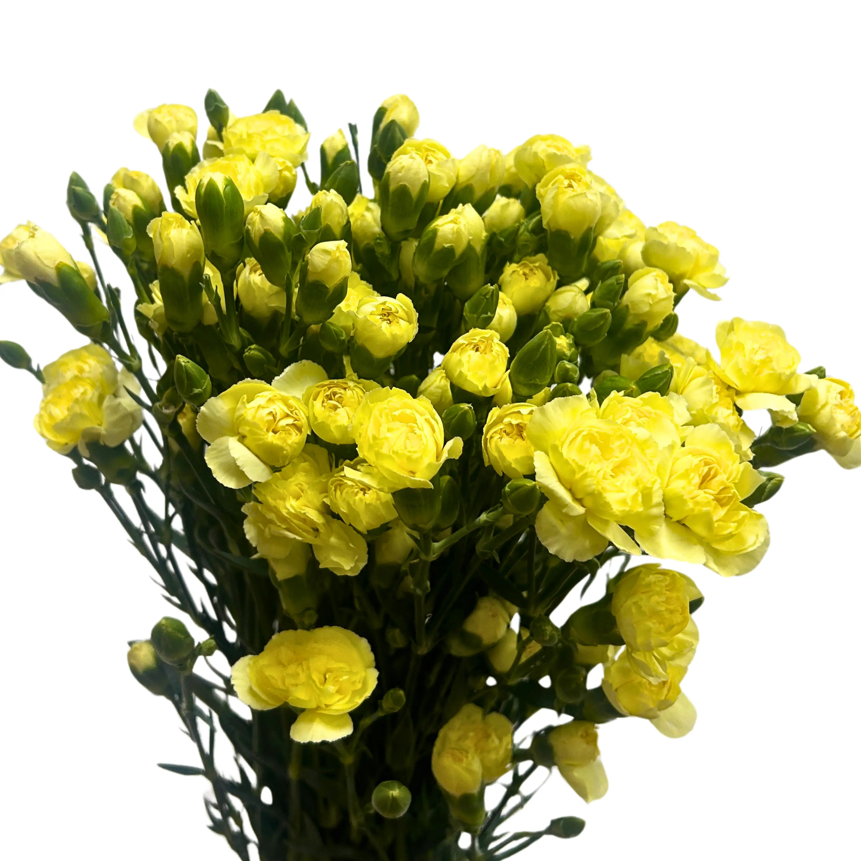 Carnation Spray Yellow 20 Stems