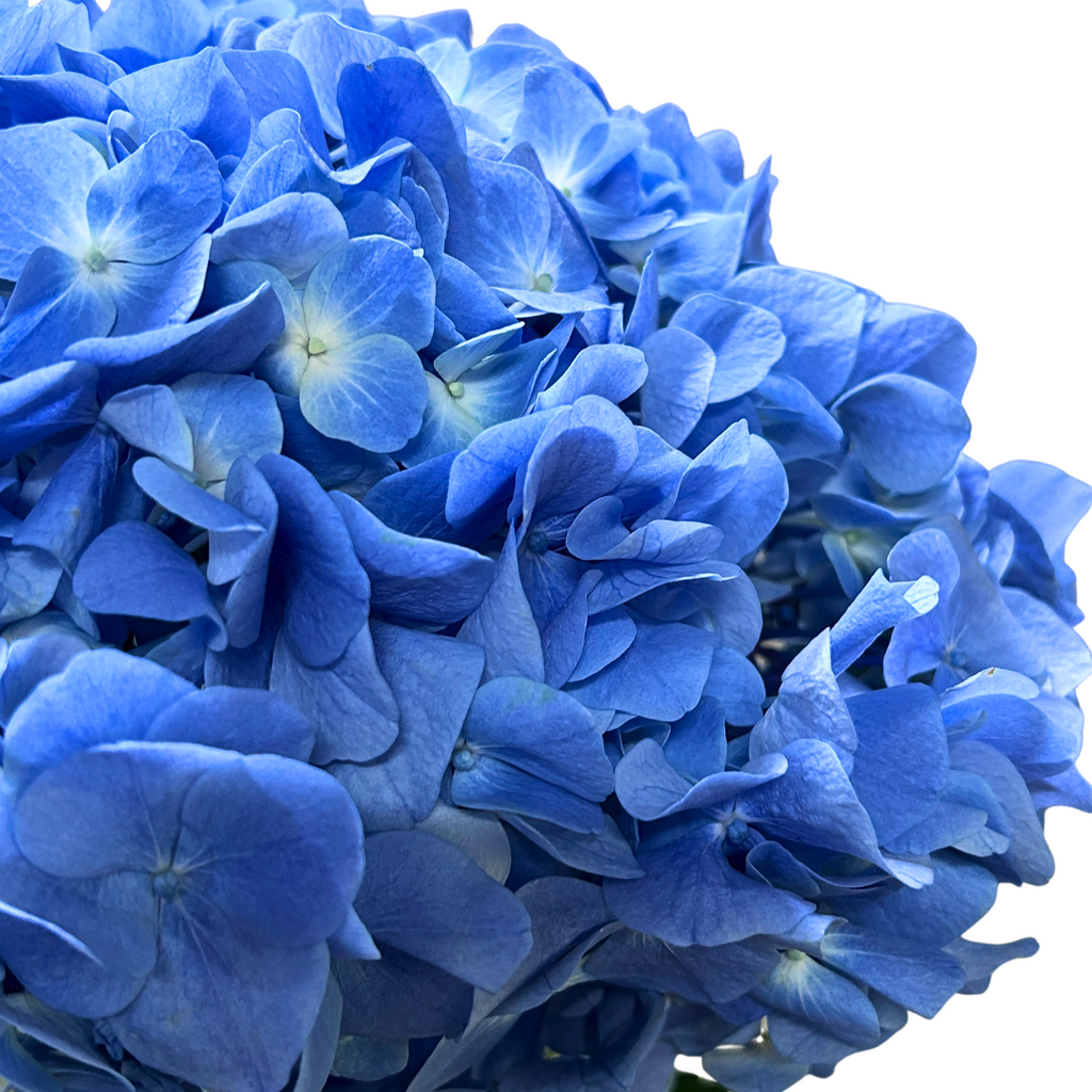 Hydrangea Dark Blue for Florists Malaysia – Wholesale Flower Supply